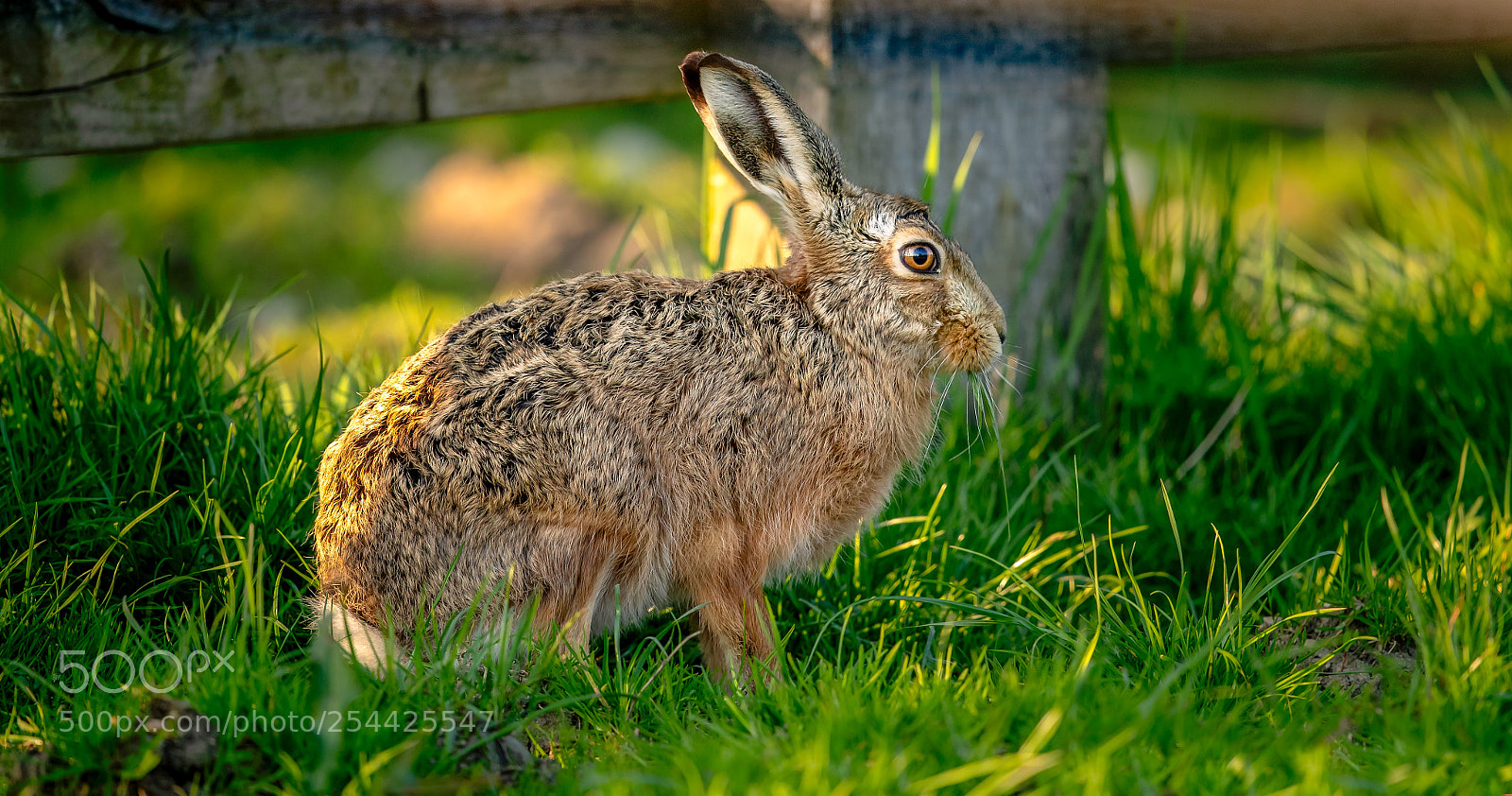 Canon EOS-1D X Mark II sample photo. Hare in the evening photography