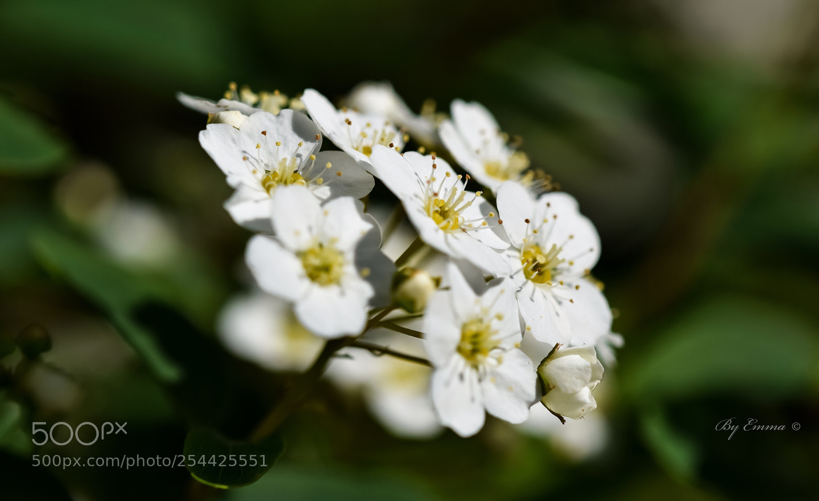 Nikon D3300 sample photo. White spirea photography