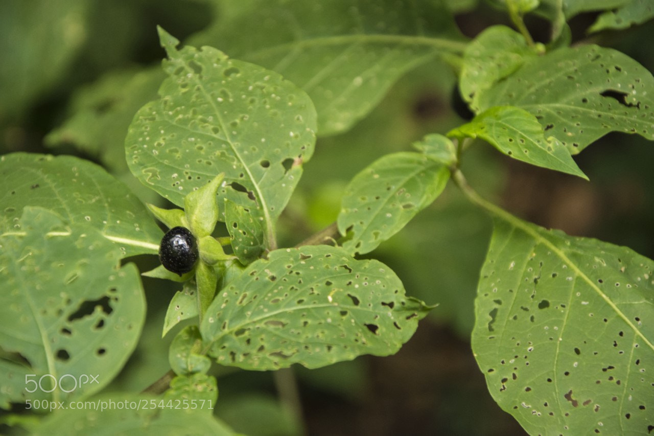 Nikon D7200 sample photo. Planta photography