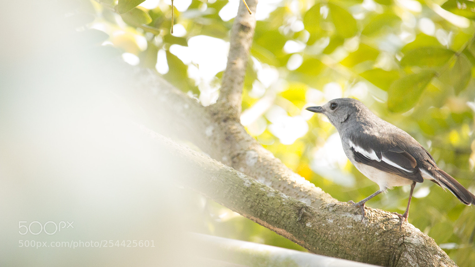 Canon EOS 70D sample photo. Bird photography