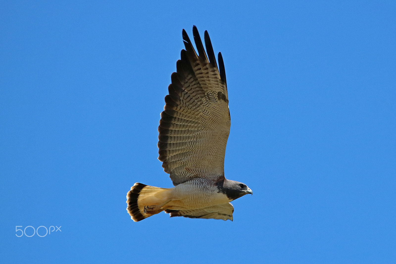 Canon EOS 750D (EOS Rebel T6i / EOS Kiss X8i) + Canon EF 100-400mm F4.5-5.6L IS USM sample photo. Spread wings - white-tailed hawk photography