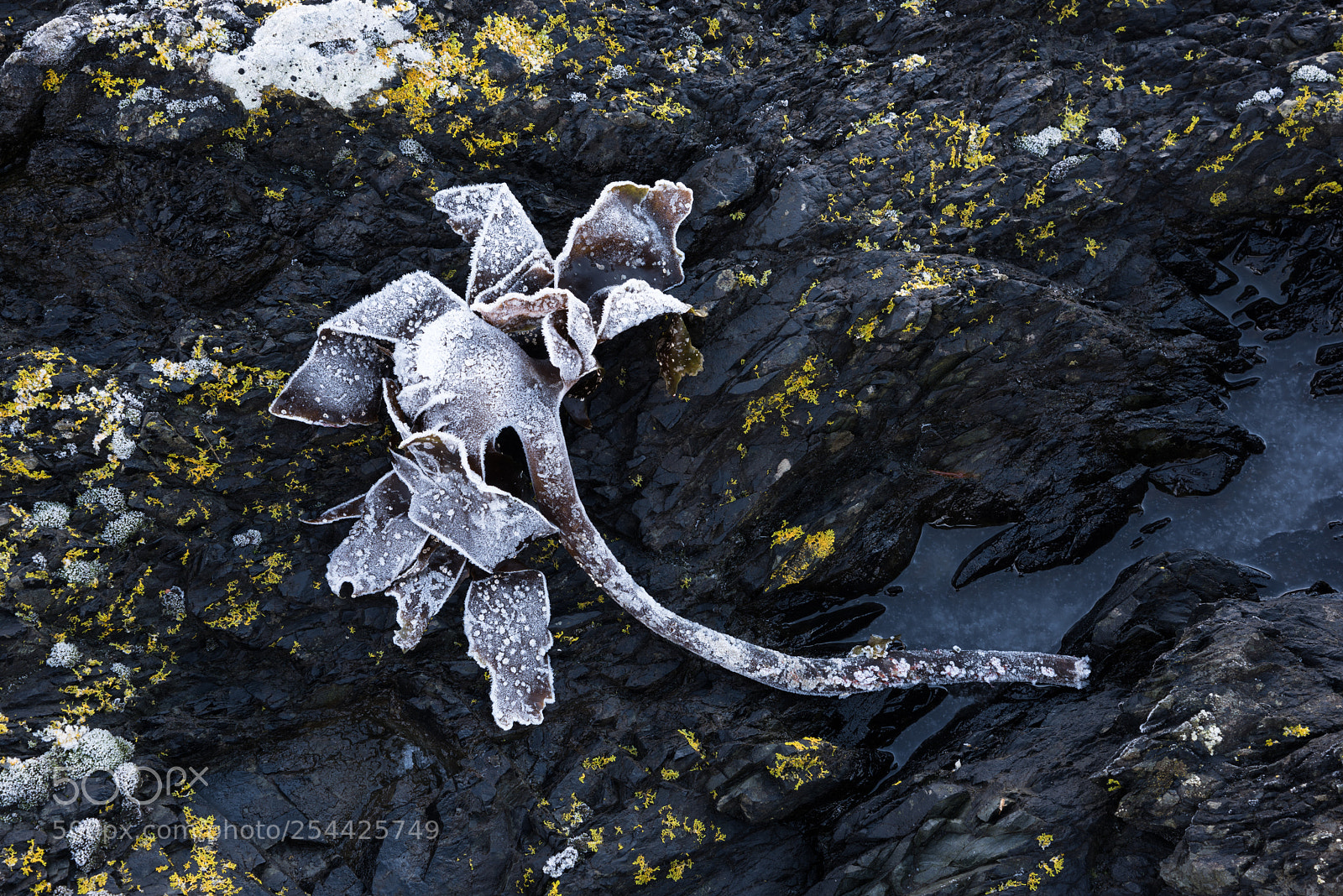 Nikon D810 sample photo. Winter loch detail #3 photography