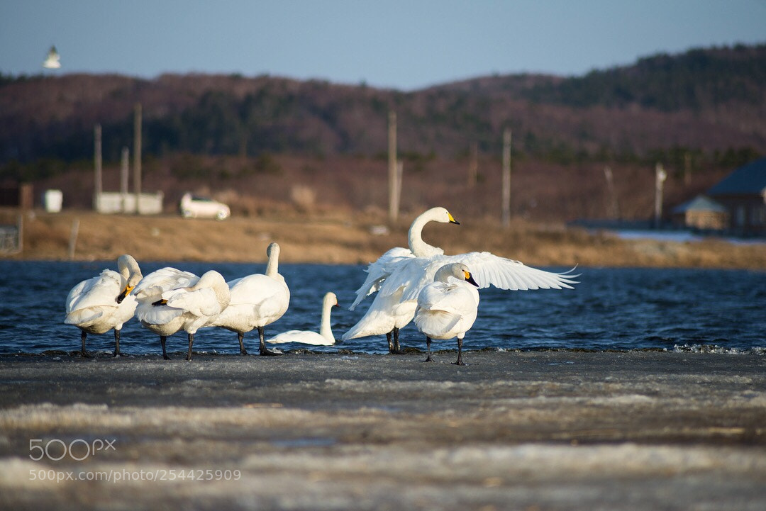 Nikon D610 sample photo. Swans photography