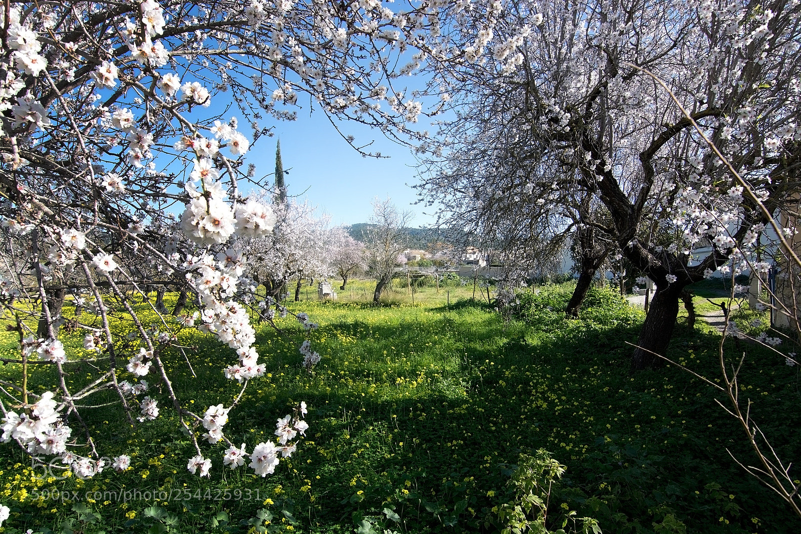 Nikon D7100 sample photo. Blossoming almond trees photography