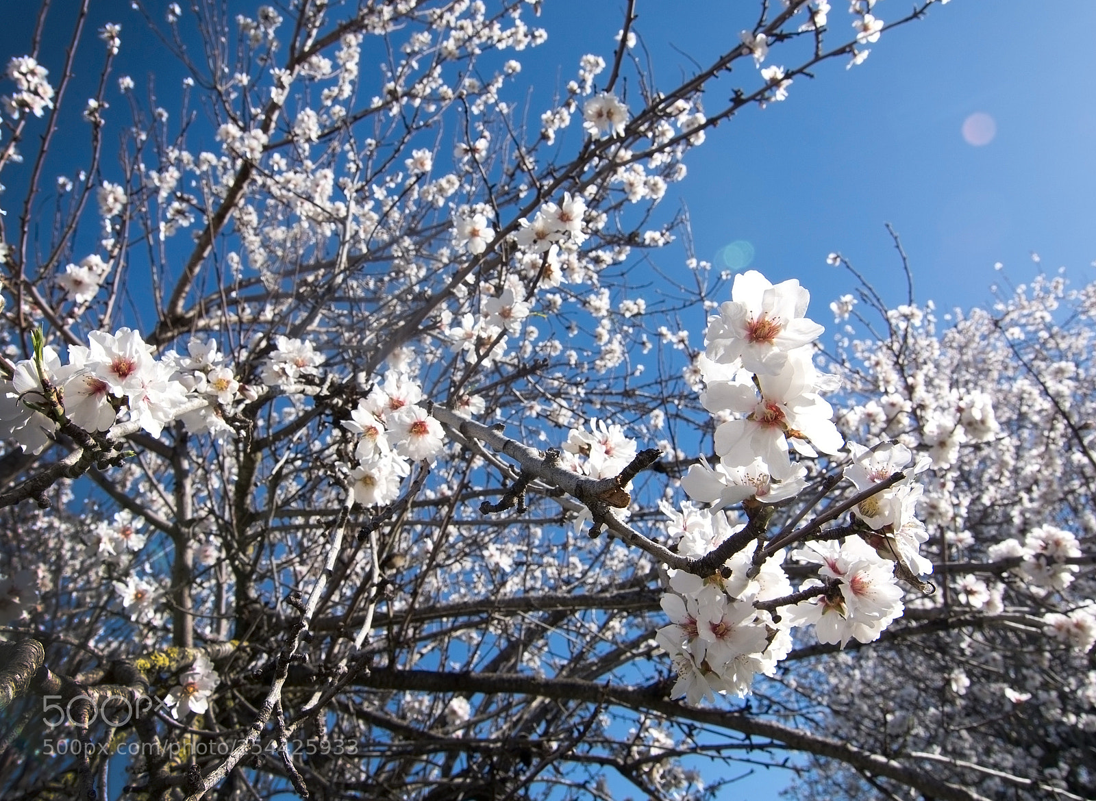 Nikon D7100 sample photo. Blossoming almond trees photography