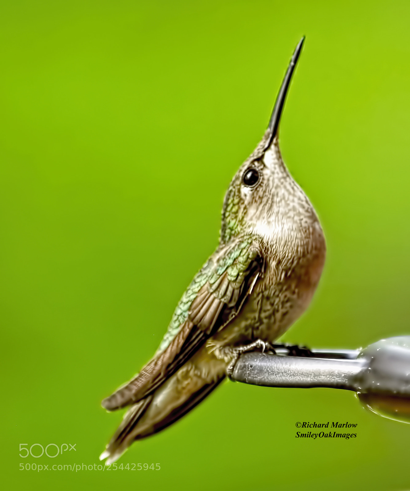Nikon D5000 sample photo. Hummingbird photography