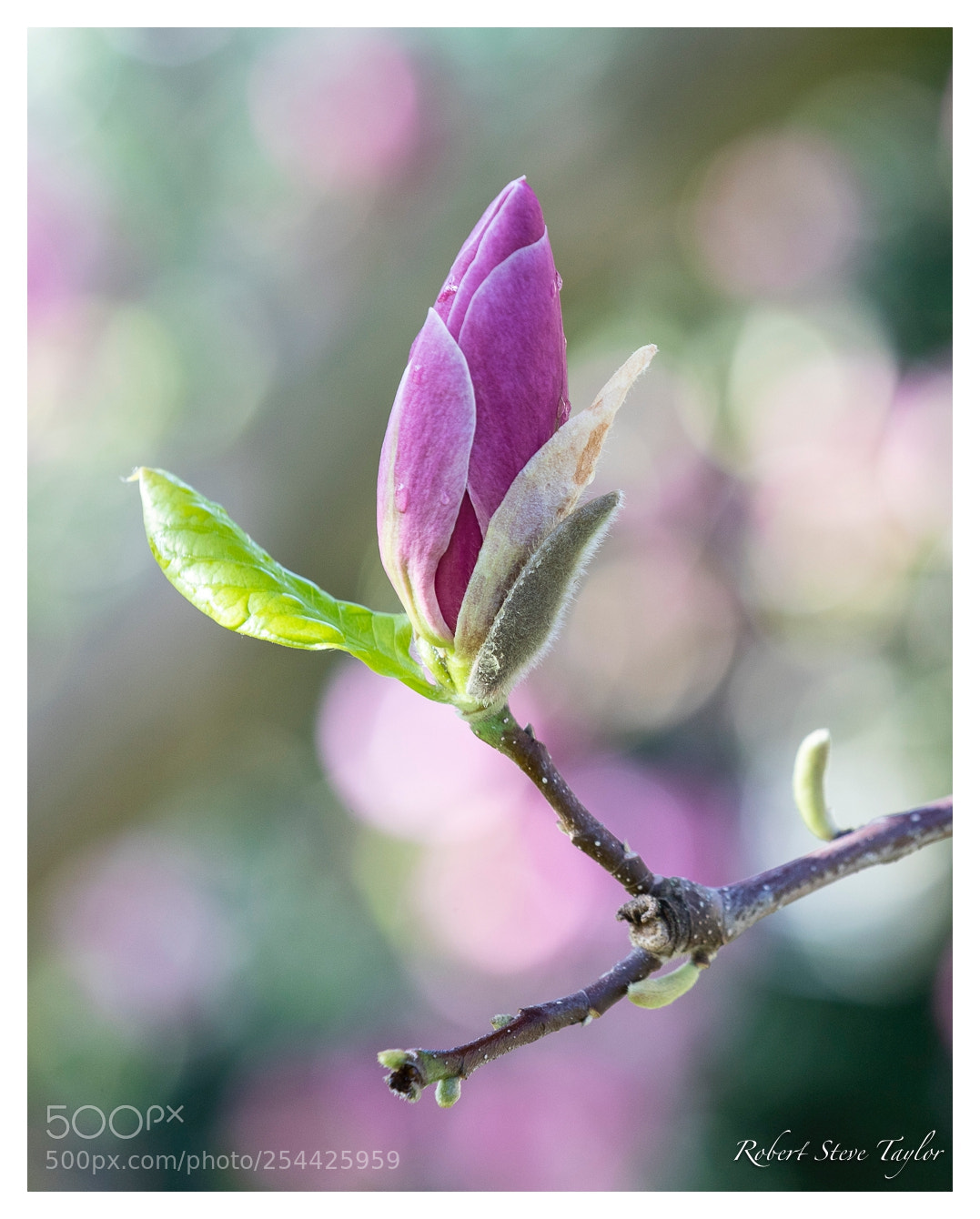 Canon EOS 6D Mark II sample photo. …magnolia… photography