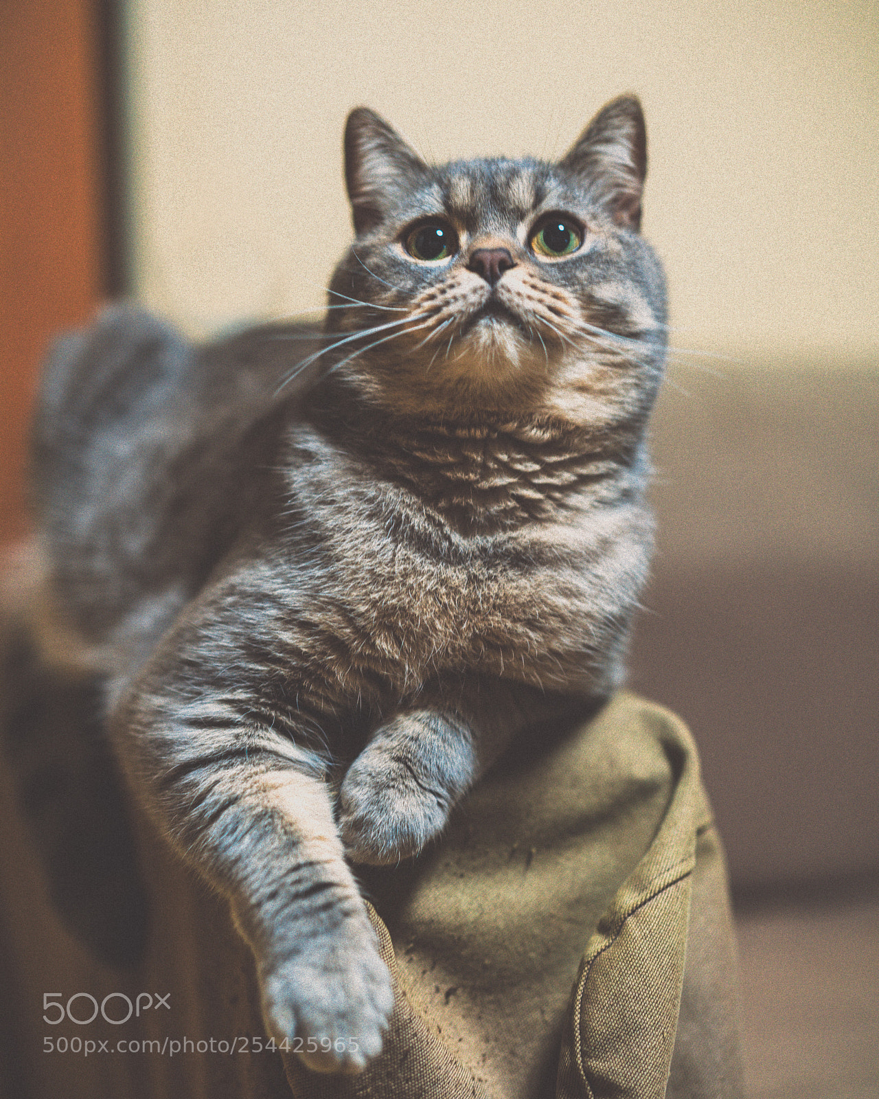 Sony a7R III sample photo. The cat i want photography
