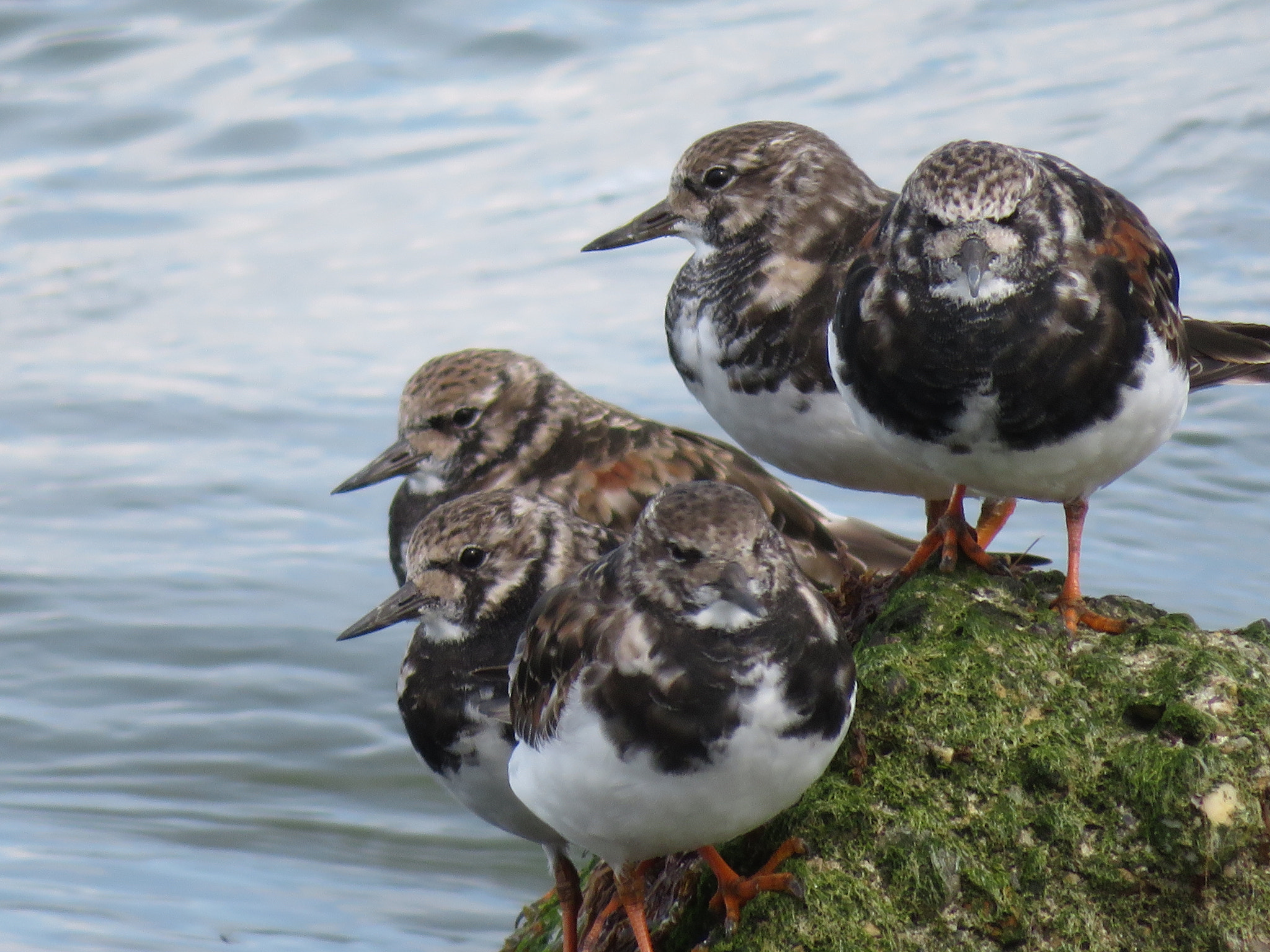 Canon PowerShot SX730 HS sample photo. Birds photography