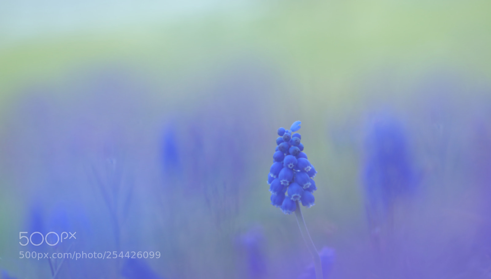 Canon EOS 80D sample photo. Img photography