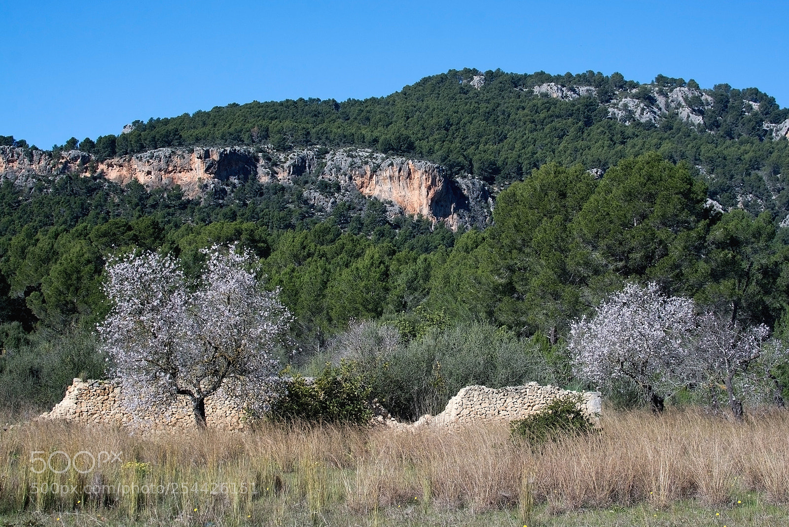 Nikon D7100 sample photo. Blossoming almond trees photography