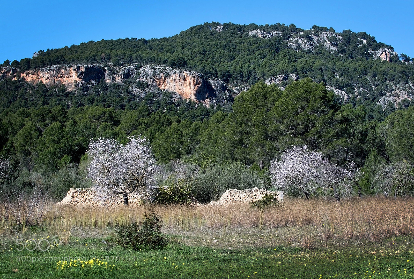 Nikon D7100 sample photo. Blossoming almond trees photography