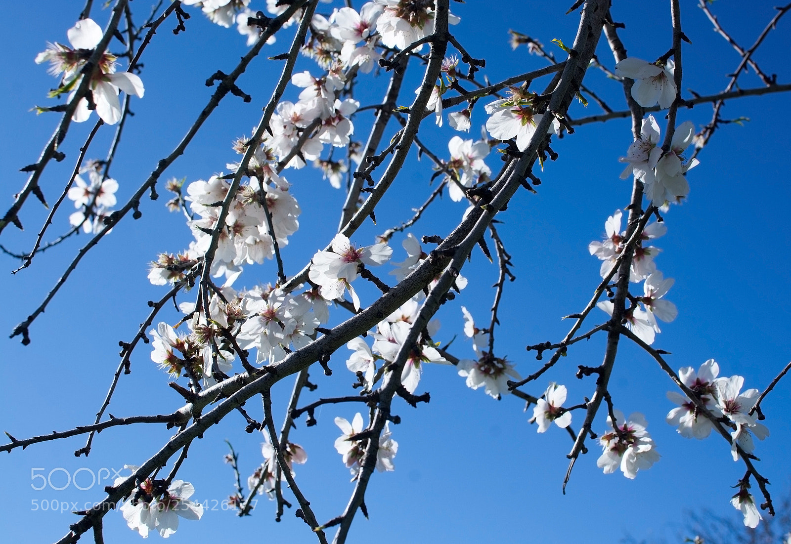 Nikon D7100 sample photo. Blossoming almond trees photography