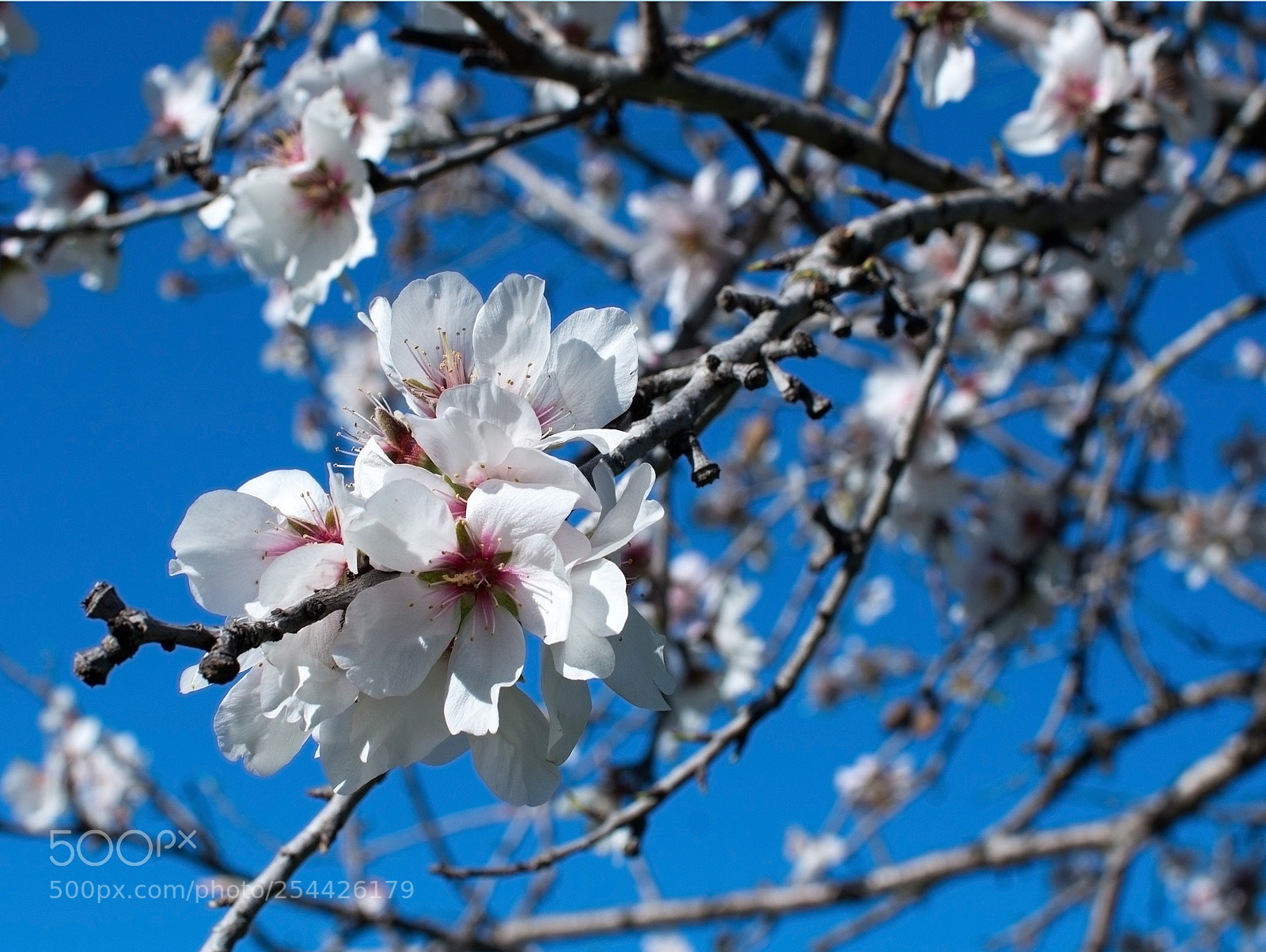 Nikon D7100 sample photo. Blossoming almond trees photography