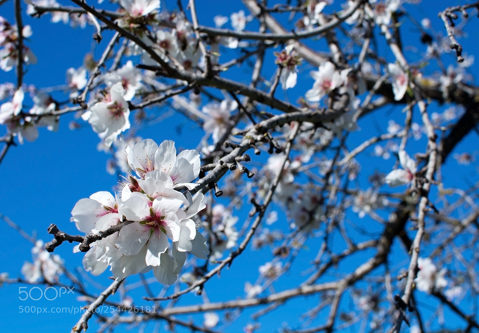 Nikon D7100 sample photo. Blossoming almond trees photography
