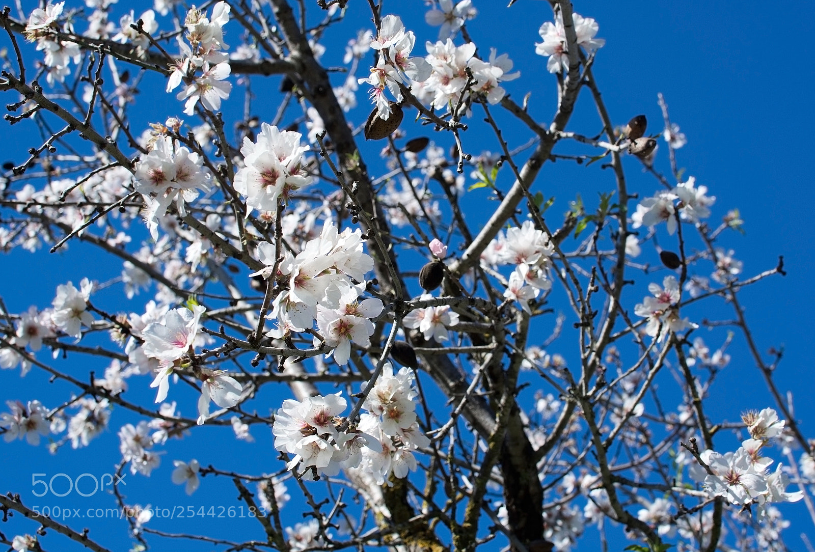 Nikon D7100 sample photo. Blossoming almond trees photography