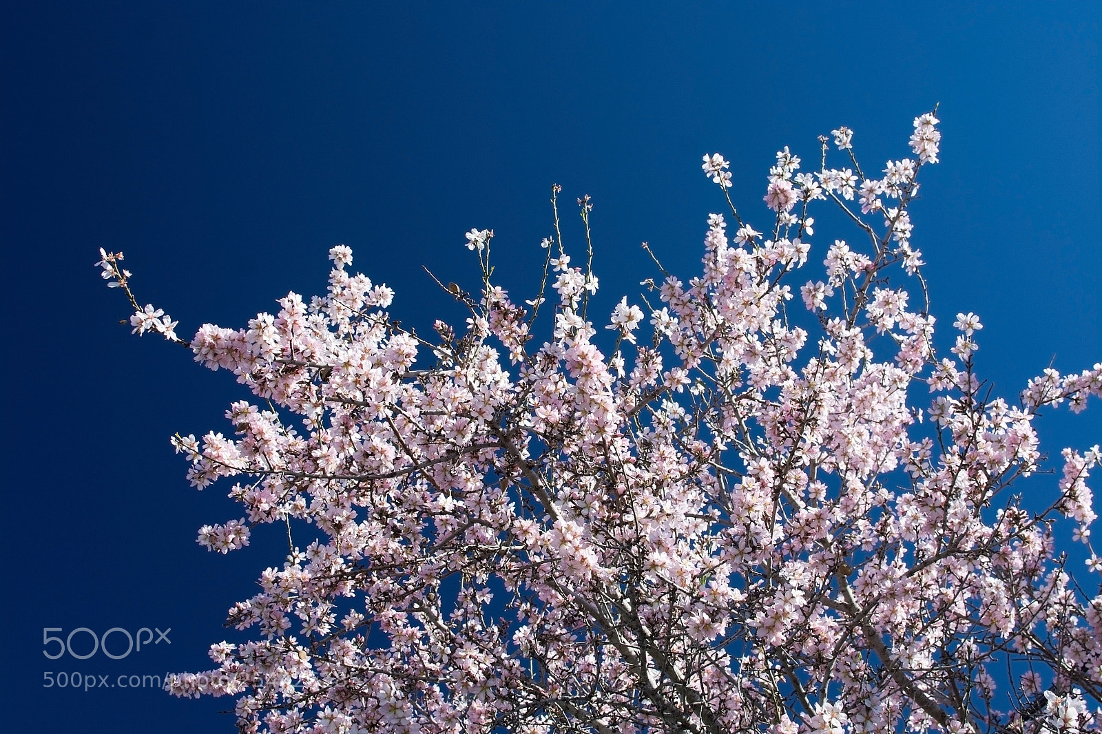 Nikon D7100 sample photo. Blossoming almond trees photography