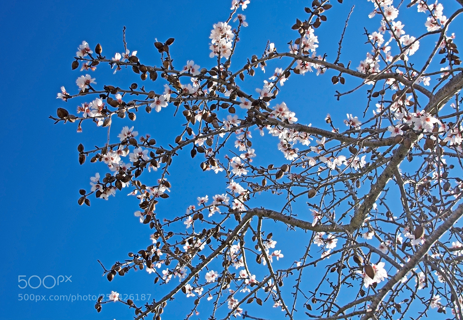Nikon D7100 sample photo. Blossoming almond trees photography