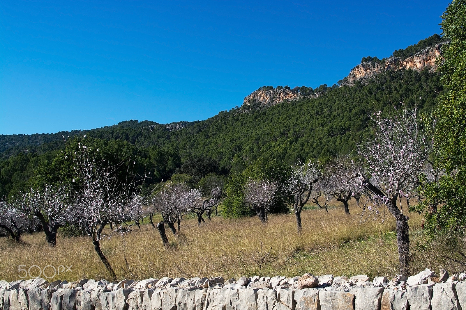 Nikon D7100 sample photo. Blossoming almond trees photography