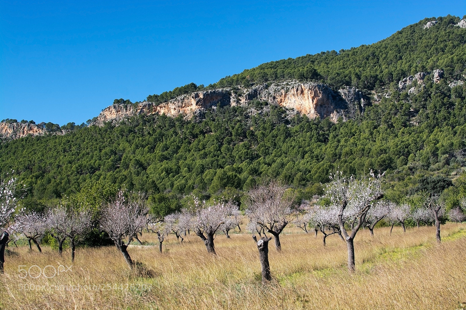 Nikon D7100 sample photo. Blossoming almond trees photography