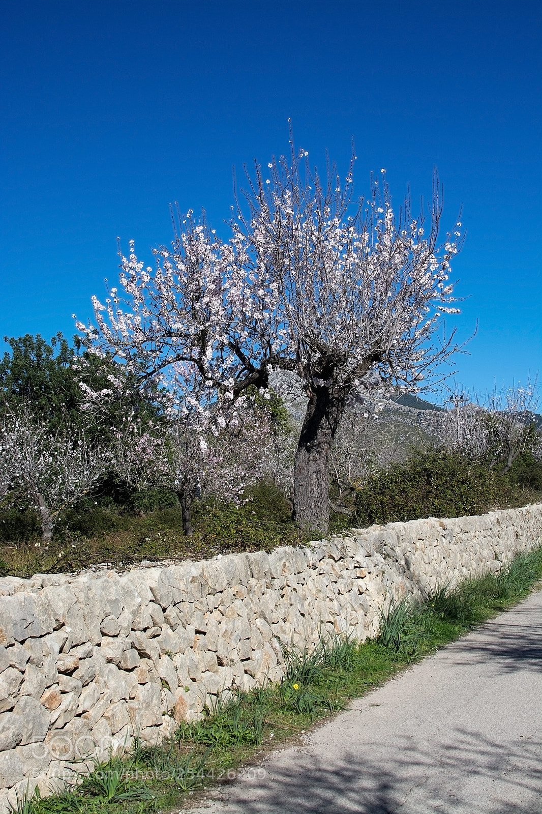 Nikon D7100 sample photo. Blossoming almond trees photography