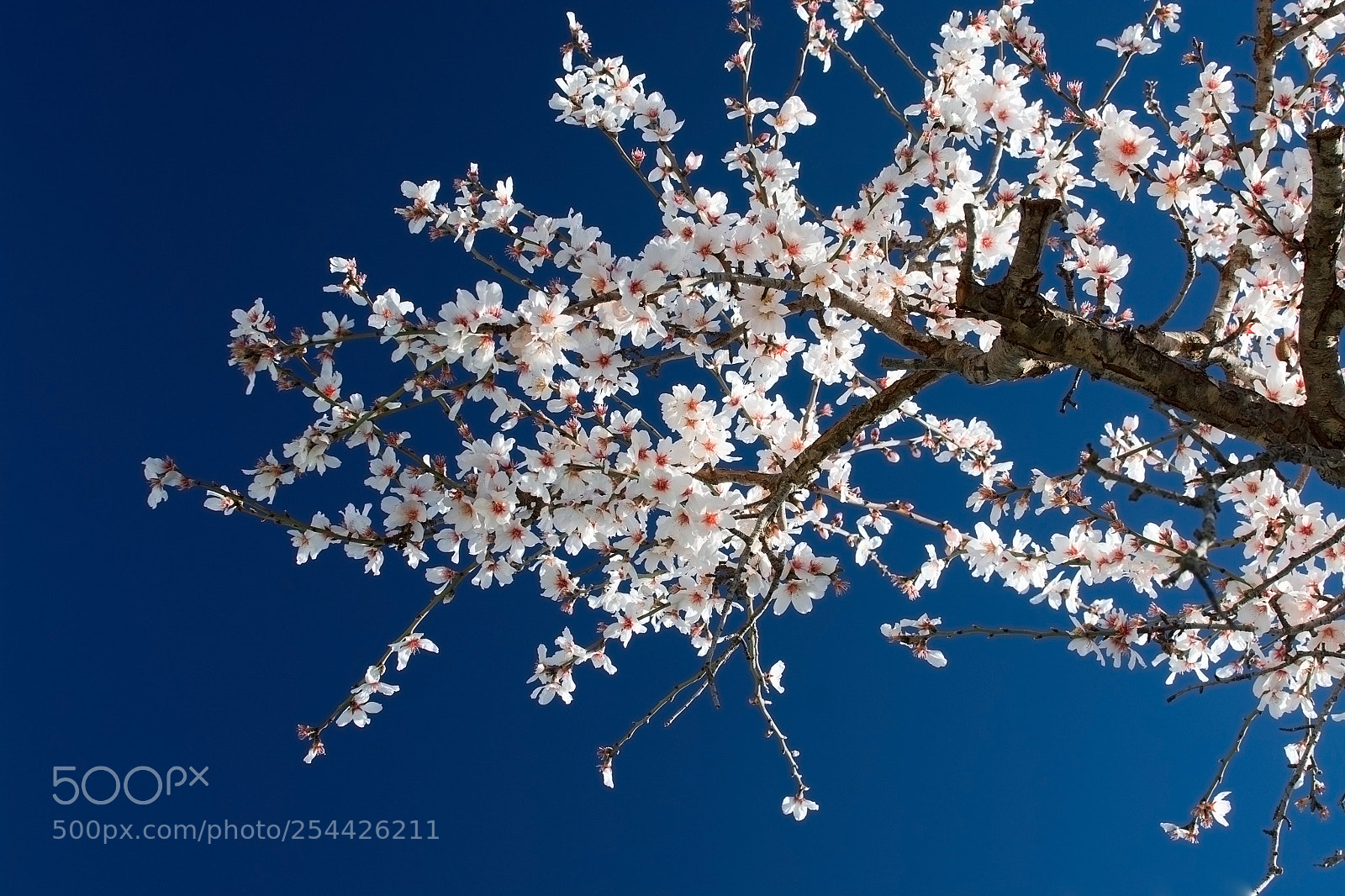 Nikon D7100 sample photo. Blossoming almond trees photography