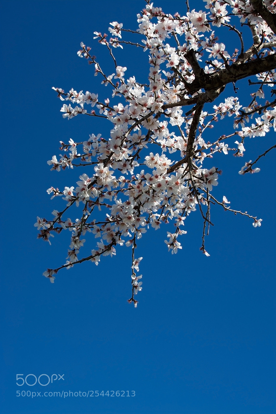 Nikon D7100 sample photo. Blossoming almond trees photography