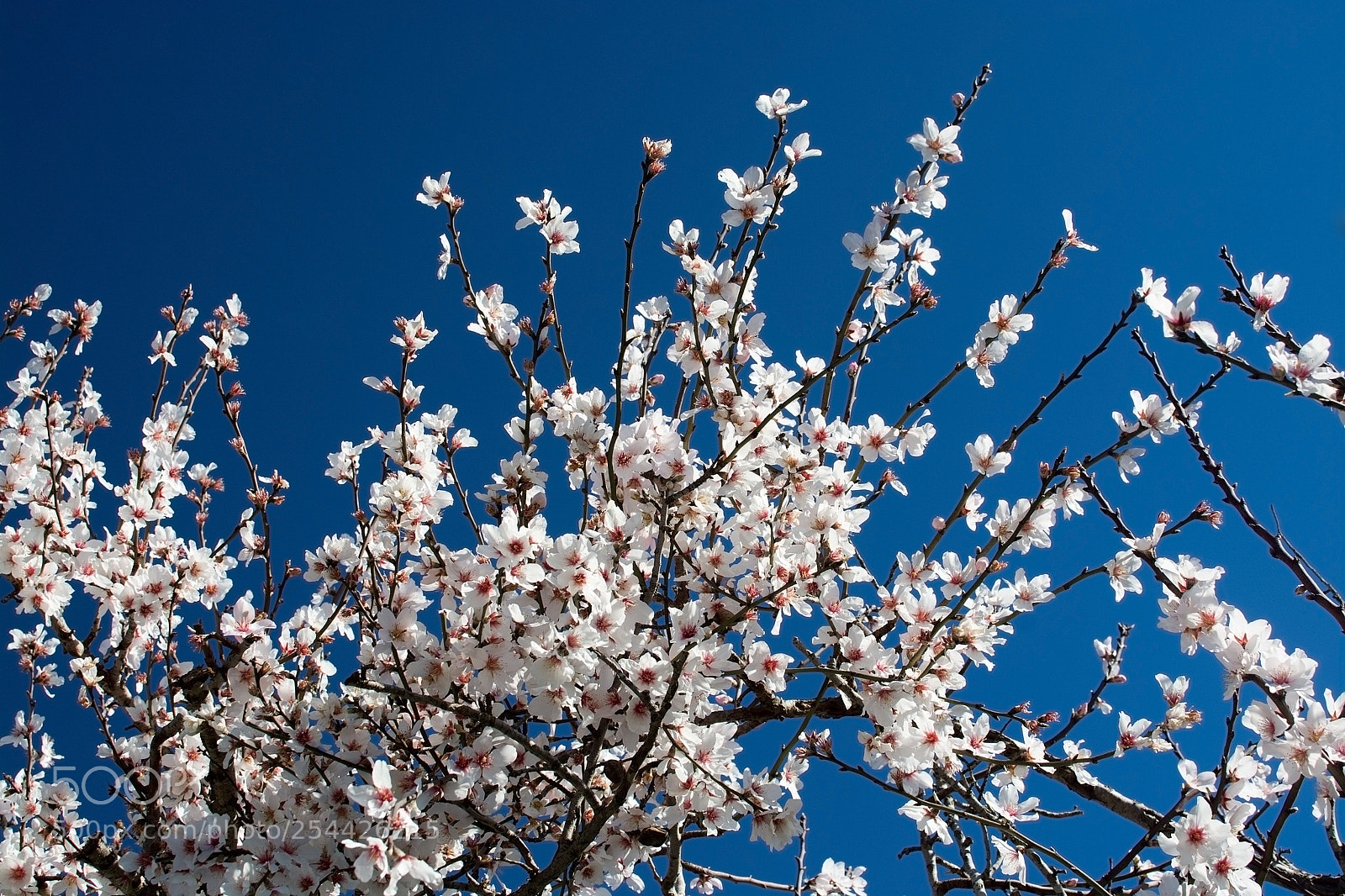 Nikon D7100 sample photo. Blossoming almond trees photography