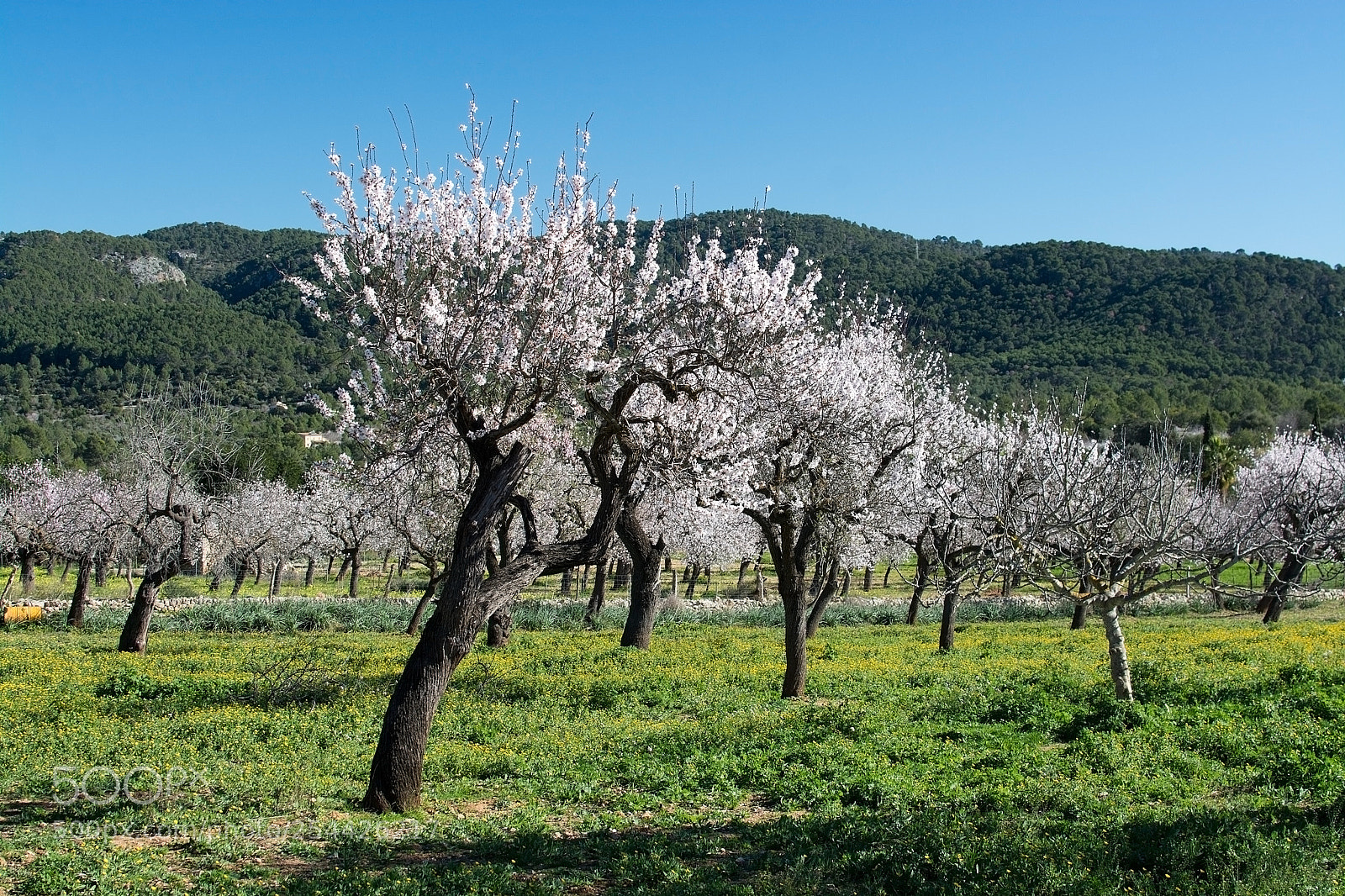 Nikon D7100 sample photo. Blossoming almond trees photography