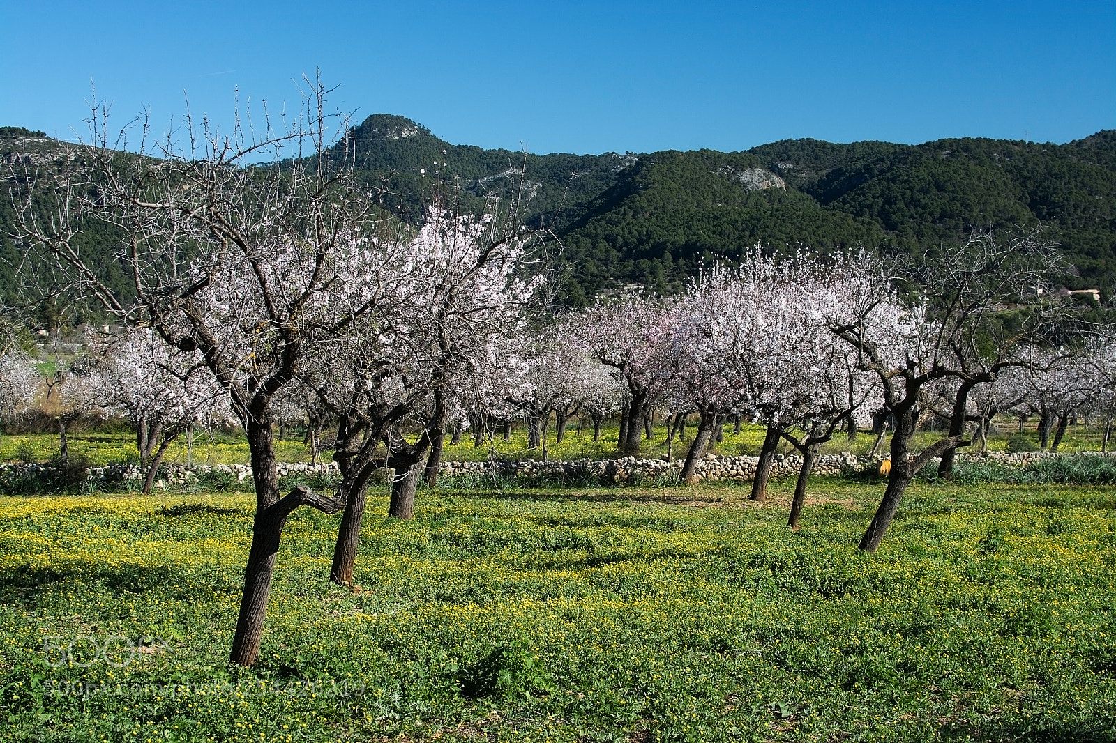 Nikon D7100 sample photo. Blossoming almond trees photography
