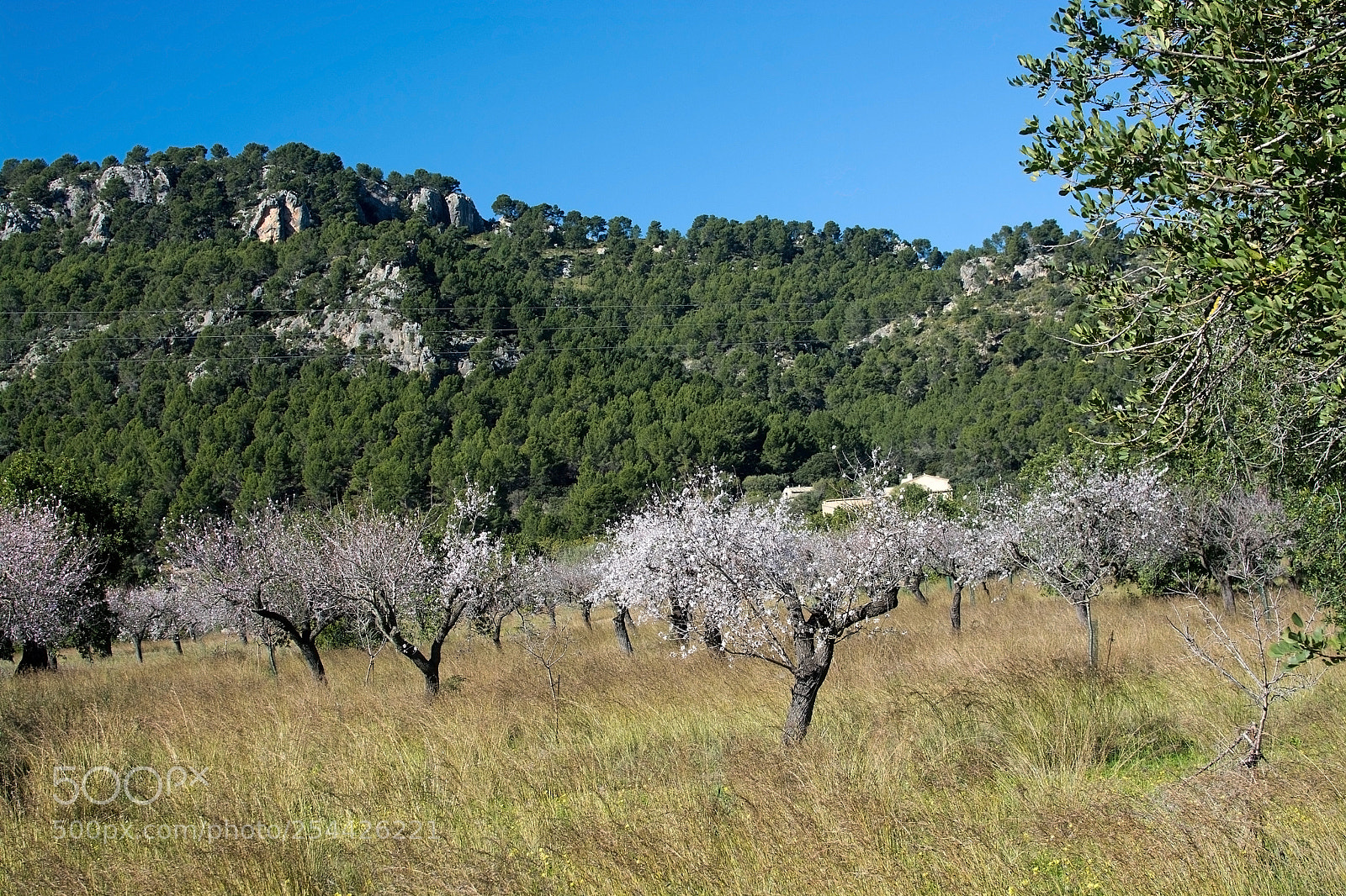 Nikon D7100 sample photo. Blossoming almond trees photography