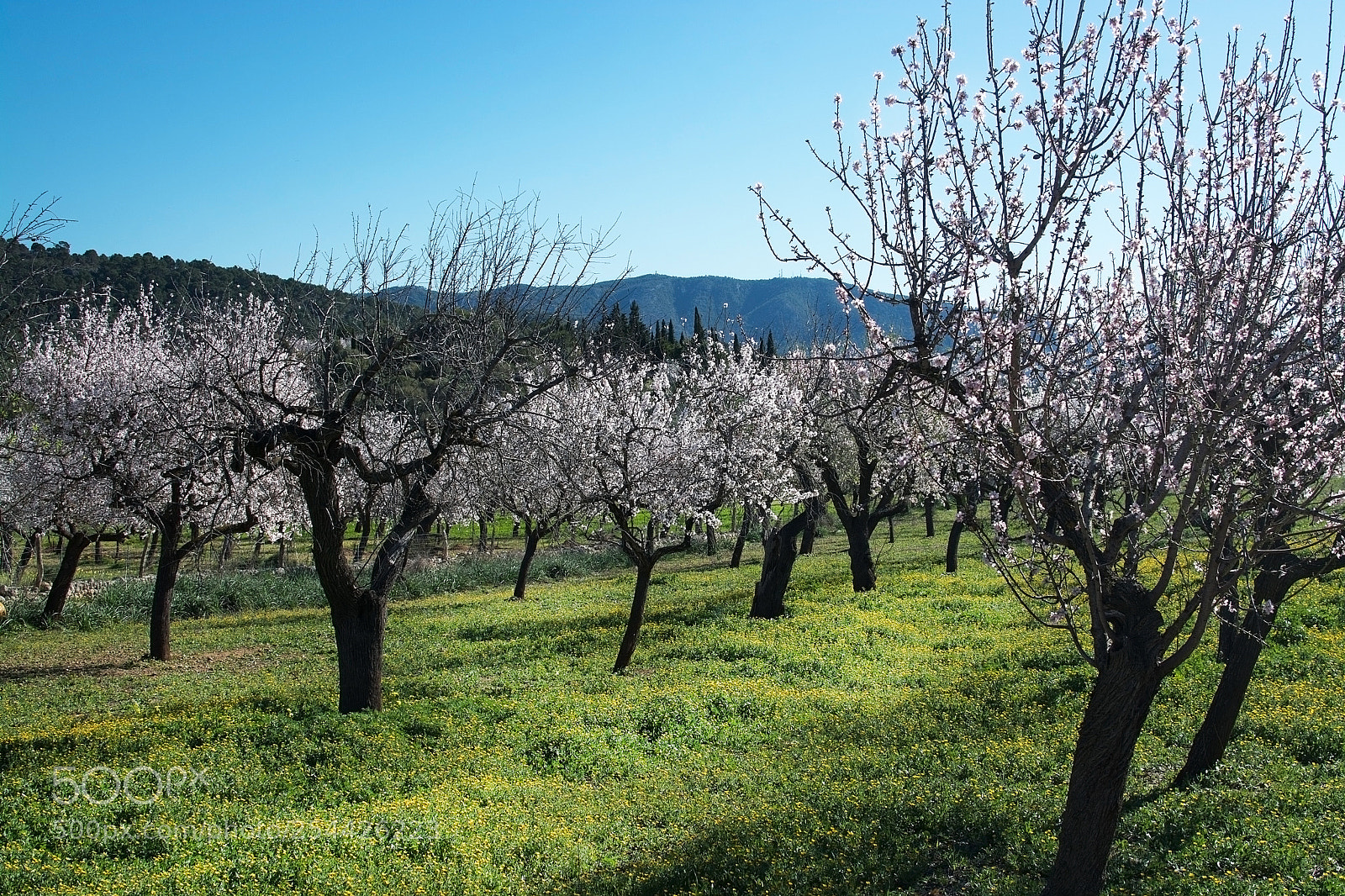 Nikon D7100 sample photo. Blossoming almond trees photography