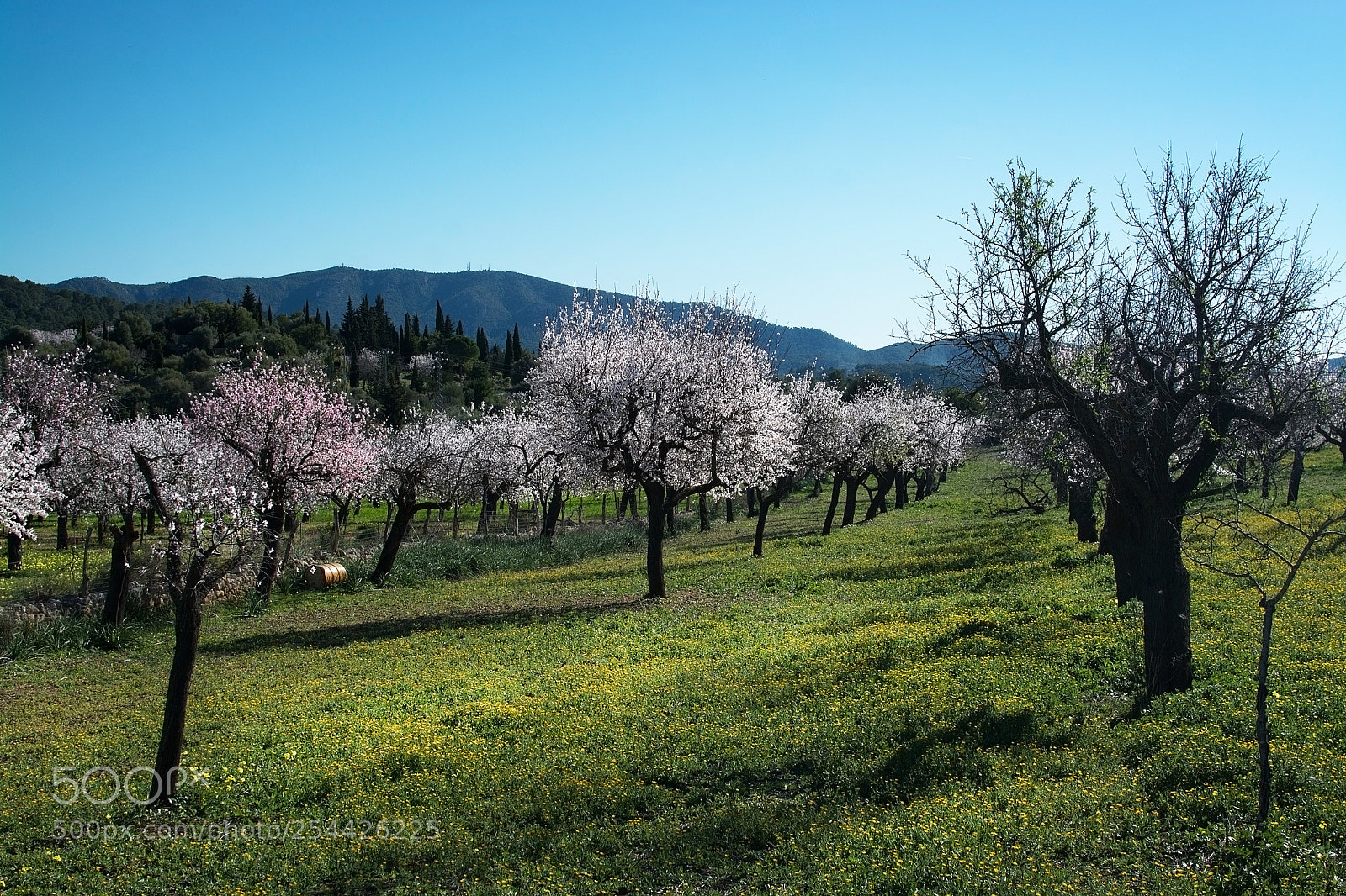 Nikon D7100 sample photo. Blossoming almond trees photography