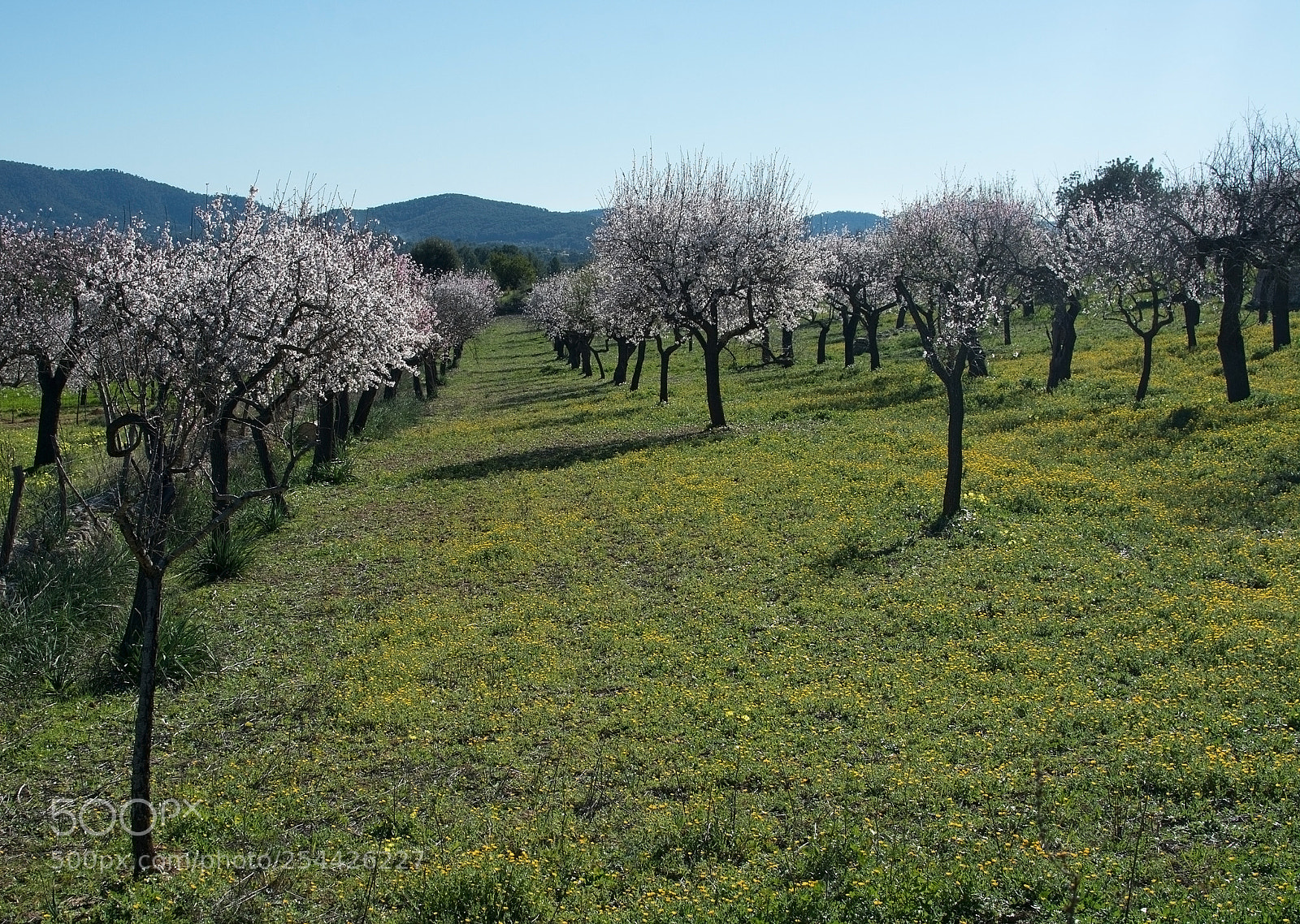 Nikon D7100 sample photo. Blossoming almond trees photography