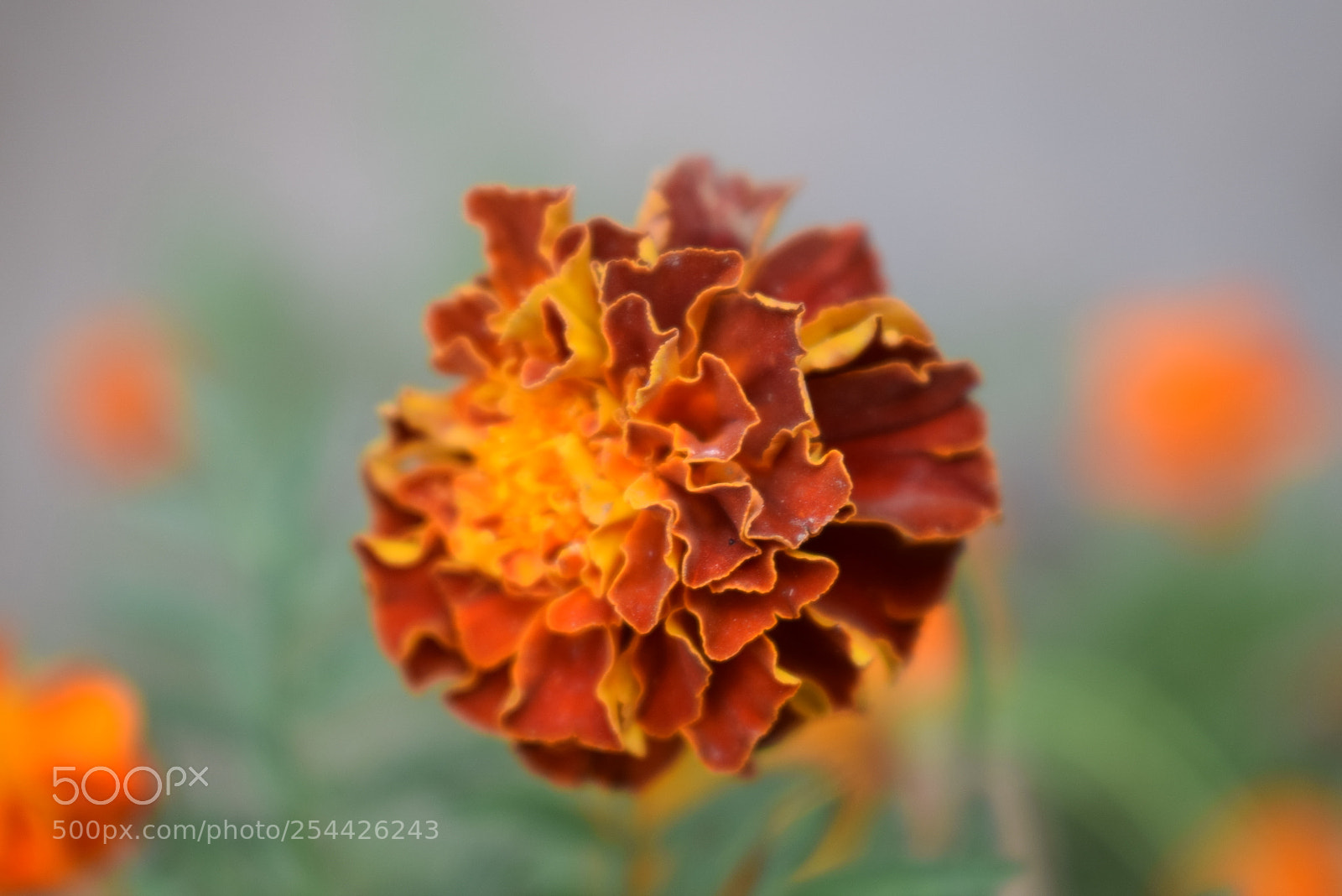 Nikon D5300 sample photo. [] photography