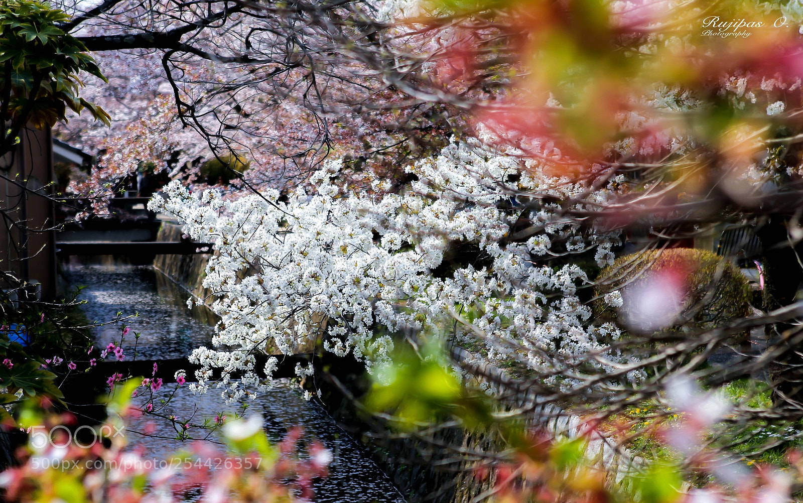 Canon EOS 6D sample photo. Sakura,japan photography