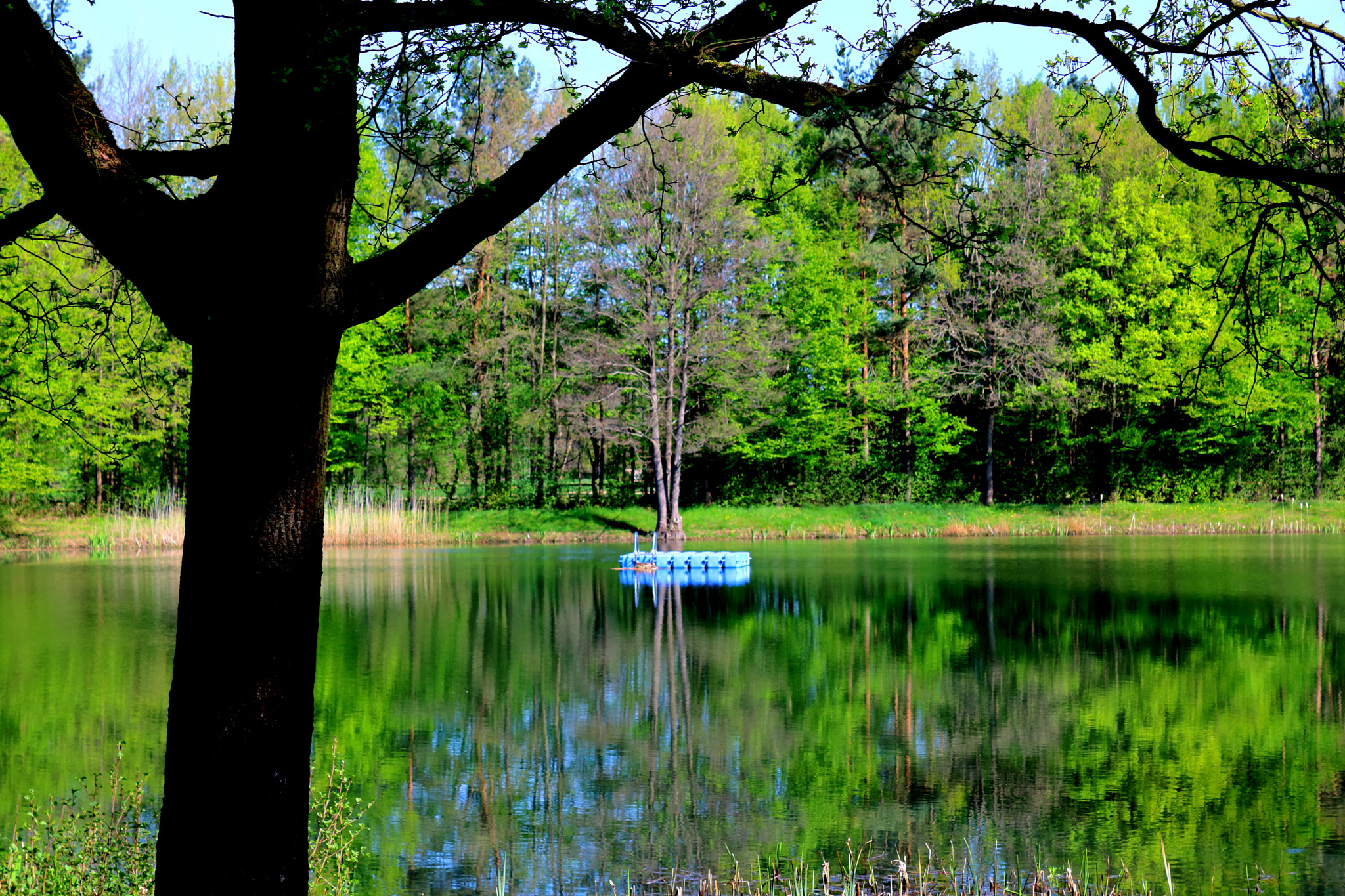 Canon EOS 750D (EOS Rebel T6i / EOS Kiss X8i) sample photo. Lake in a forrest photography