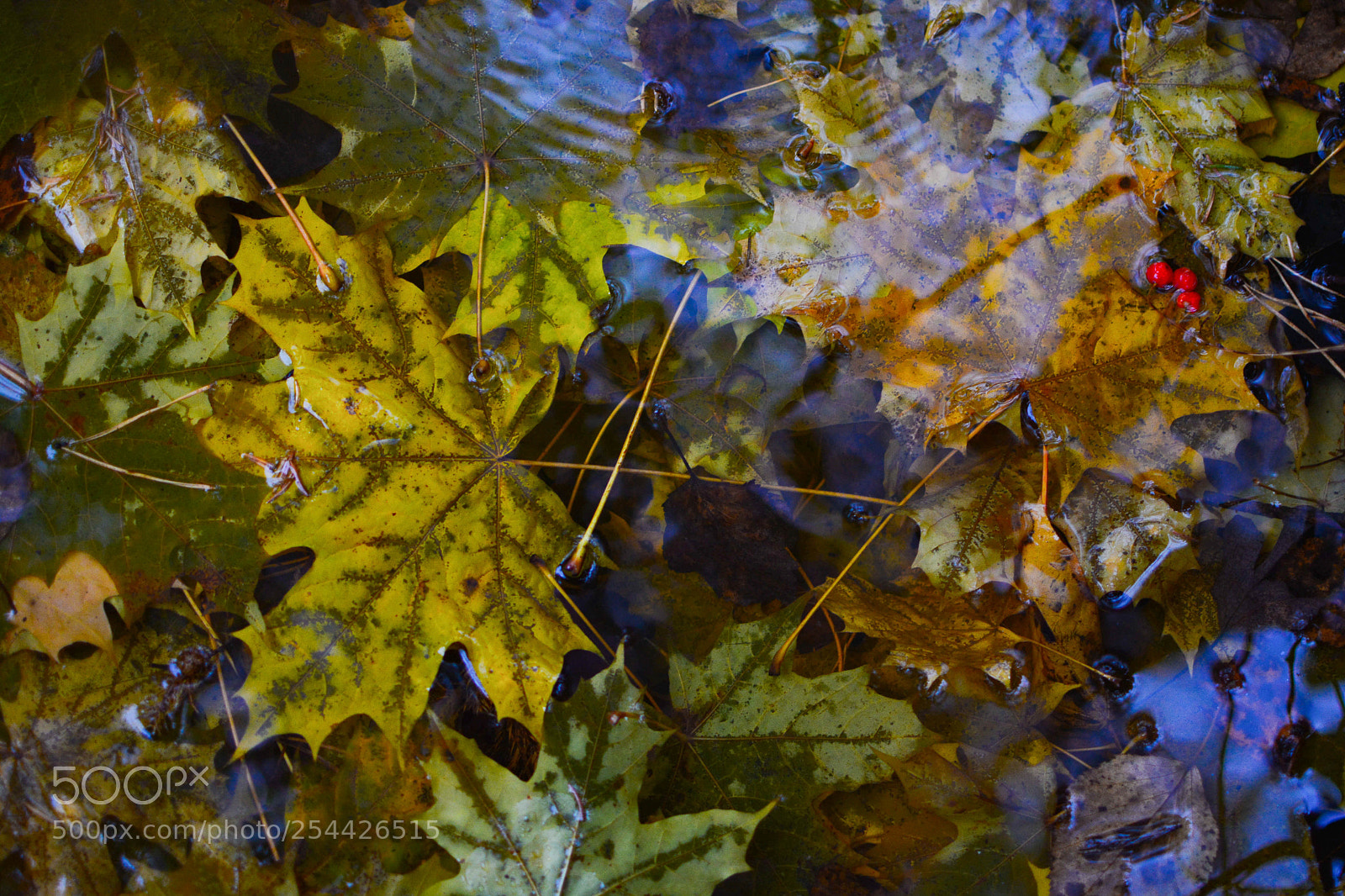 Nikon D5200 sample photo. Композиция " краски осени" photography