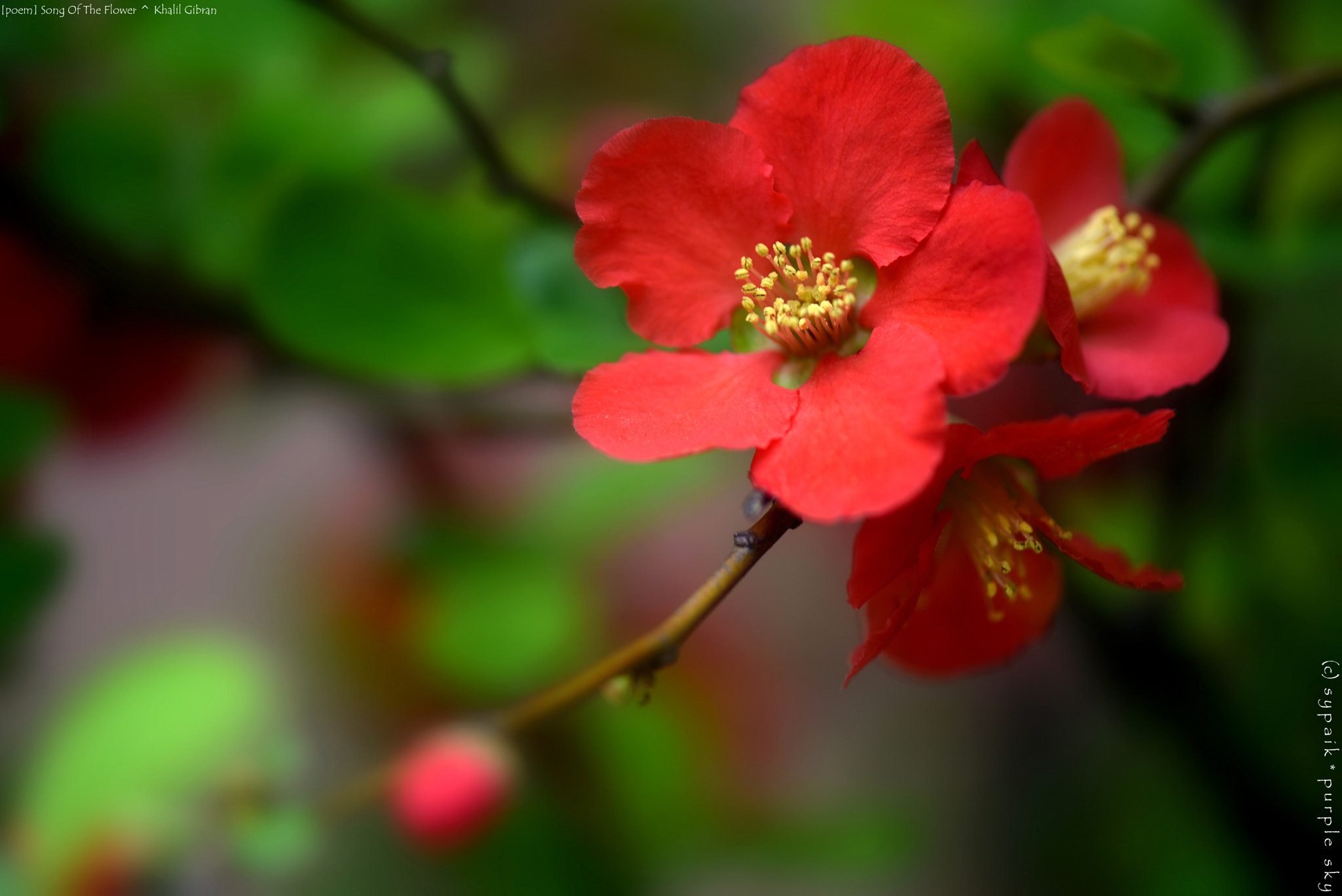 Nikon AF-S Micro-Nikkor 105mm F2.8G IF-ED VR sample photo. Song of the flower ** photography