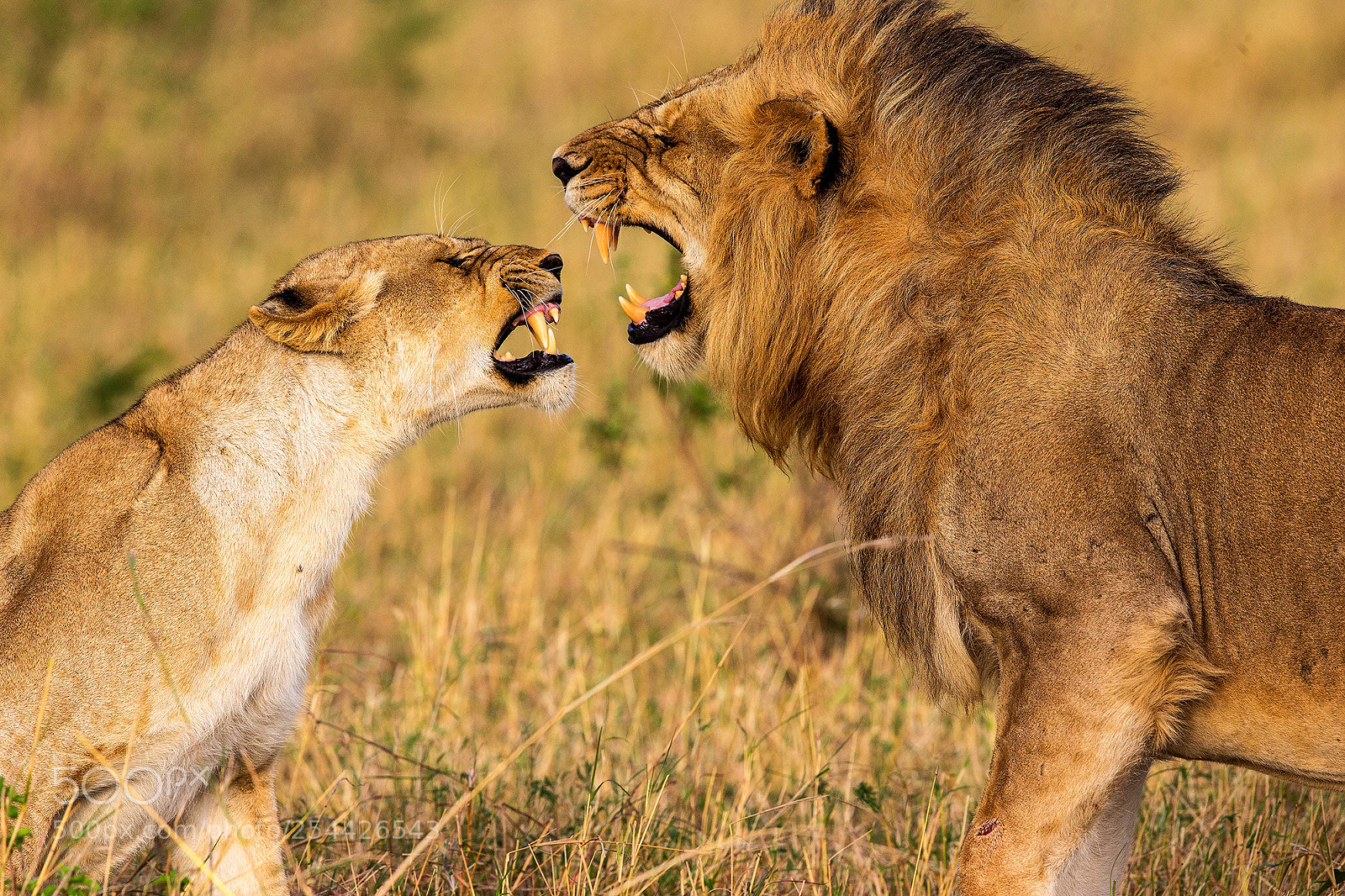 Canon EOS-1D X sample photo. Kenya 2014 photography