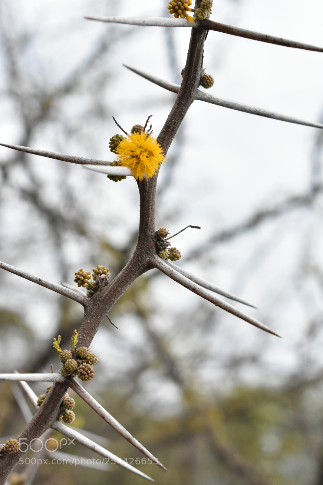 Nikon D3400 sample photo. Naturaleza photography