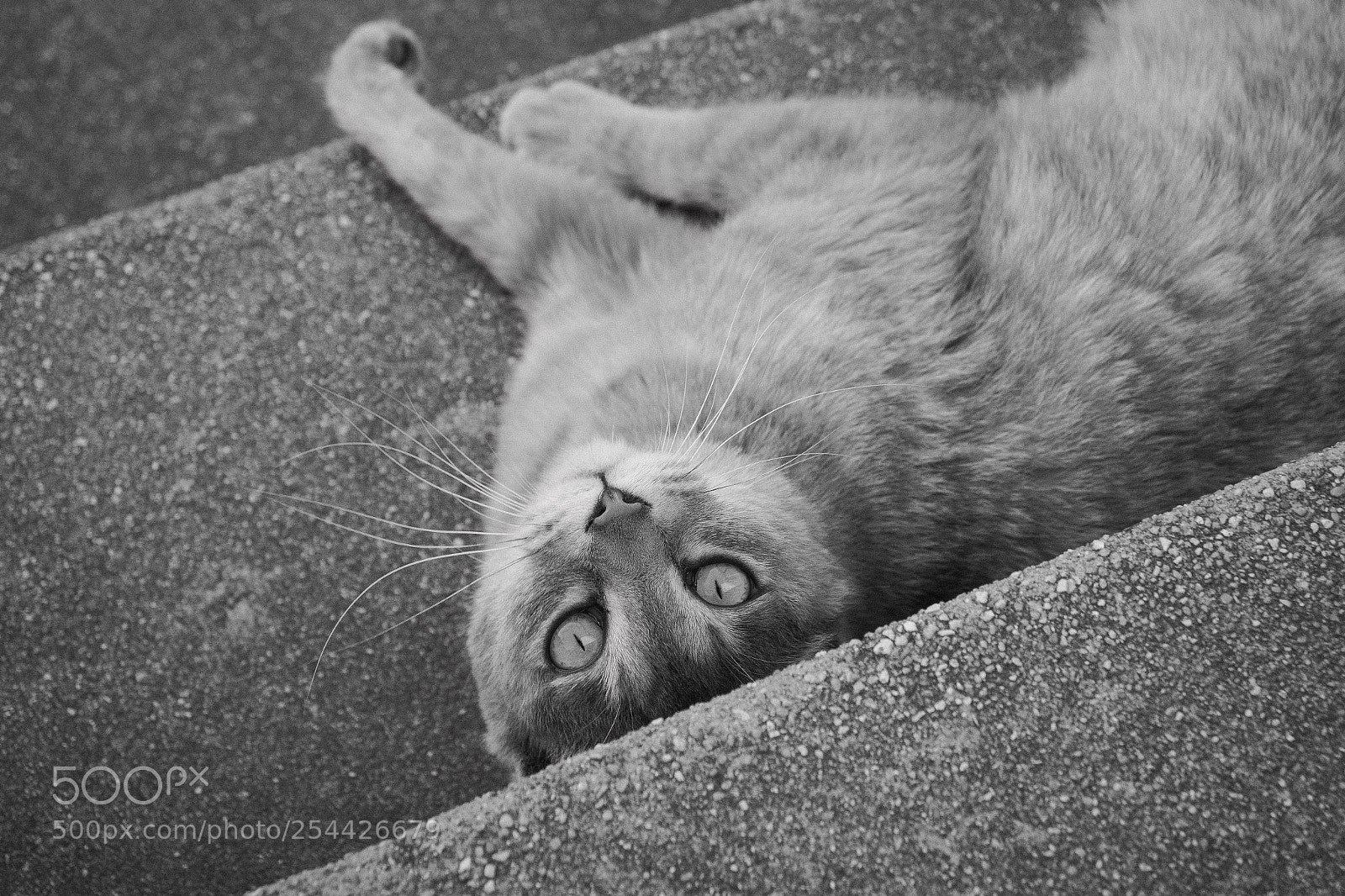 Panasonic Lumix DC-G9 sample photo. 계단에 누운 고양이 photography