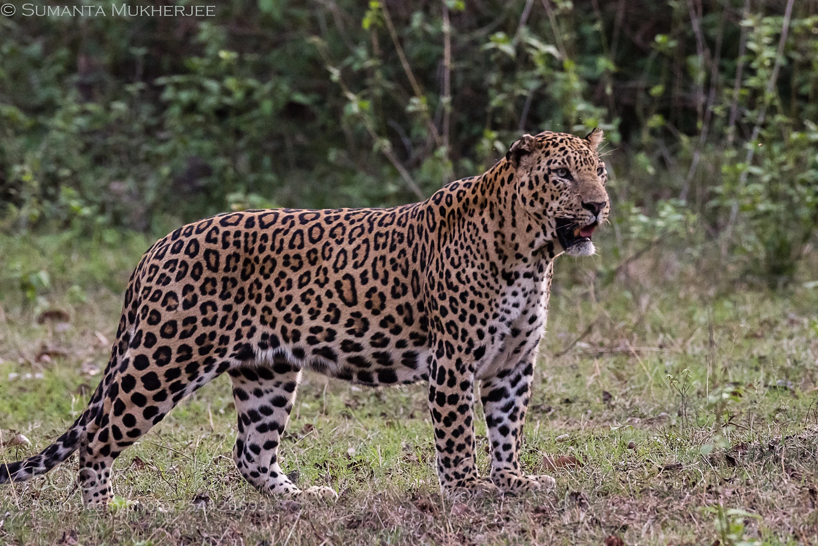 Nikon D810 sample photo. Royal - (revisited) photography
