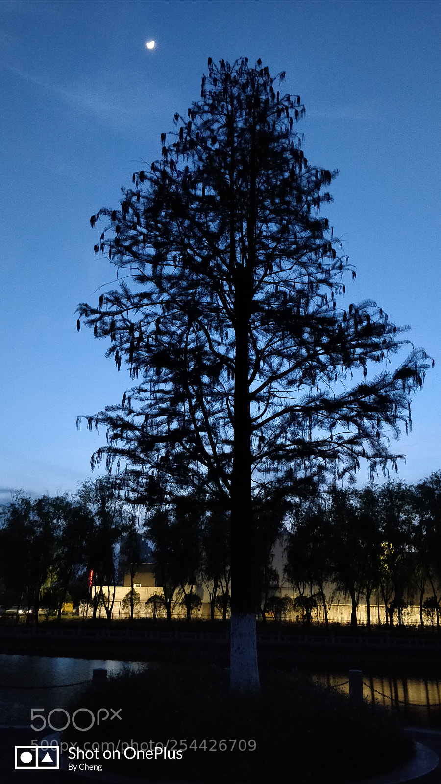 OnePlus 5 sample photo. 月上树梢 photography