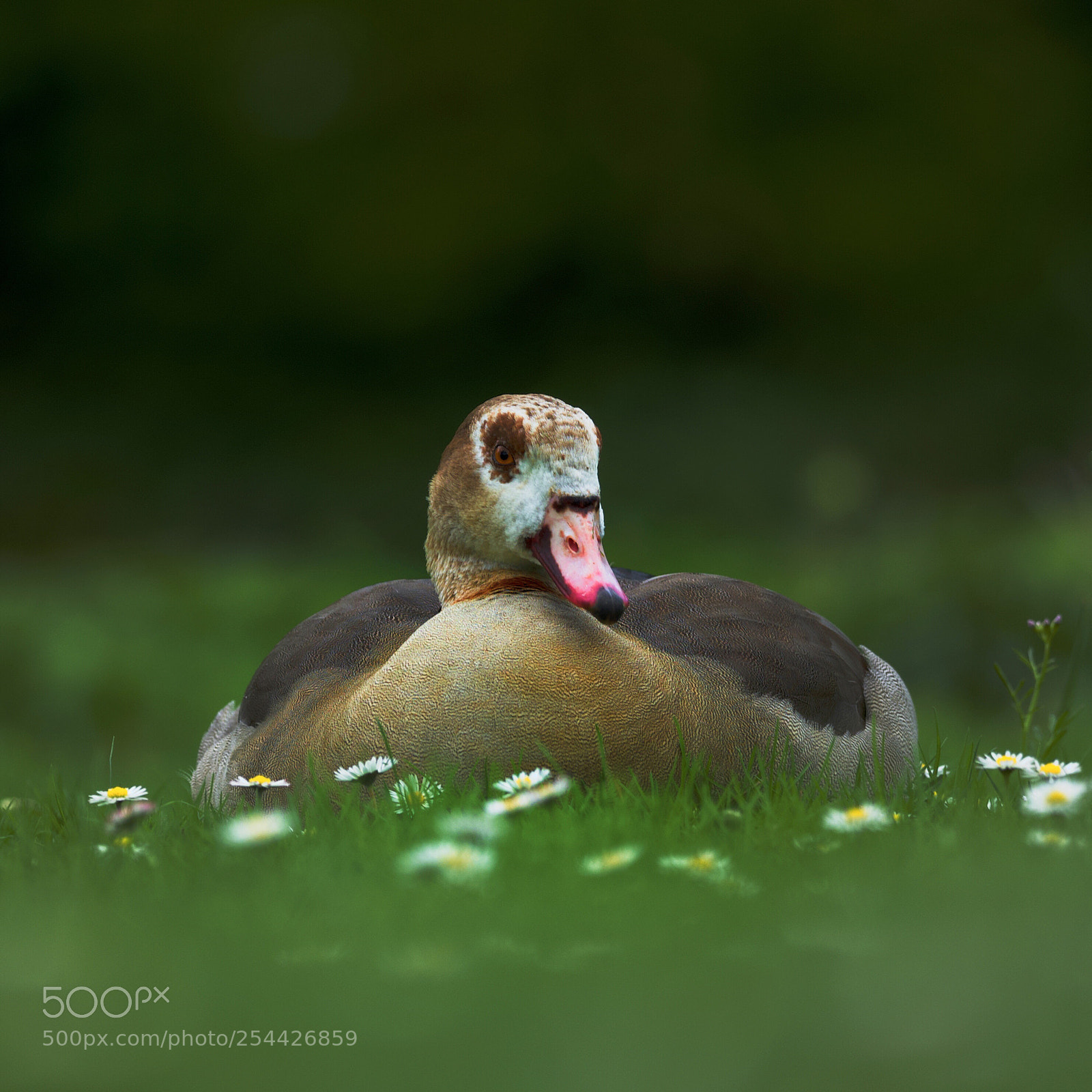 Olympus OM-D E-M1 sample photo. Nilgans3 photography