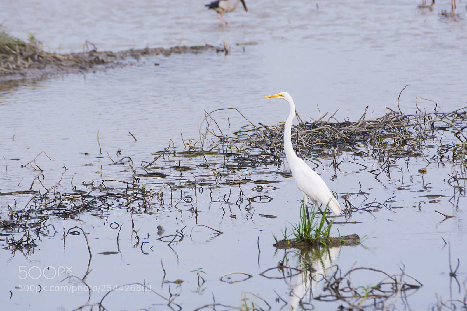 Nikon D7100 sample photo. Great egret photography