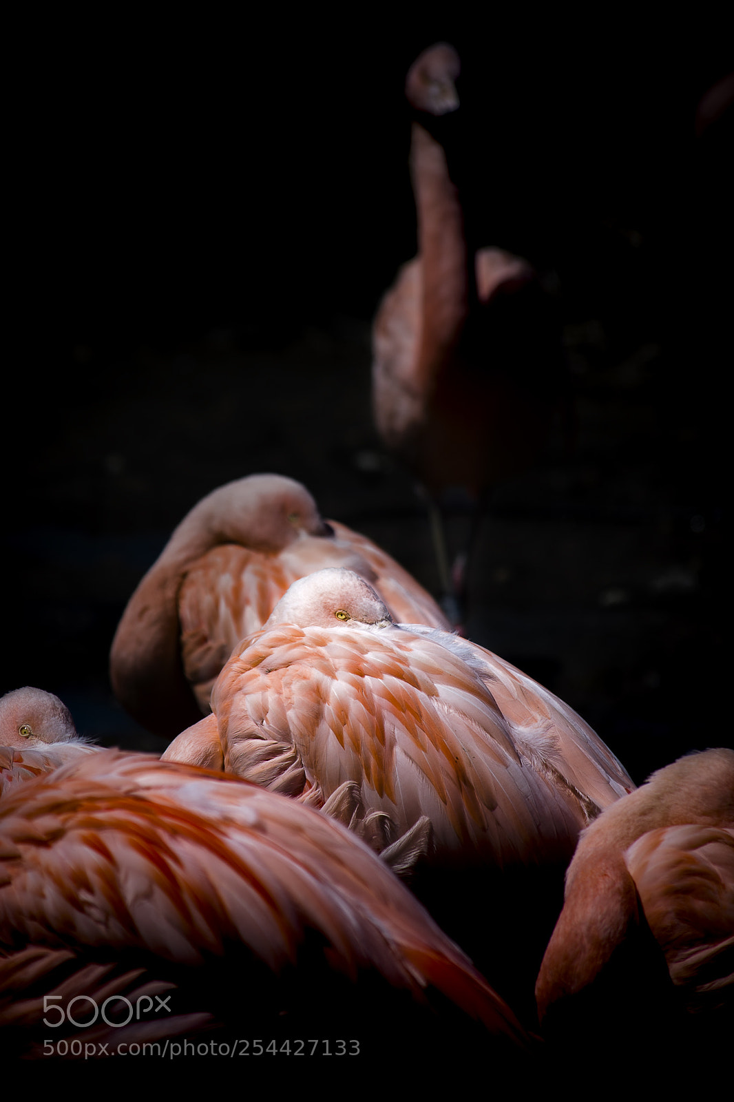 Nikon D7200 sample photo. Flamenco photography