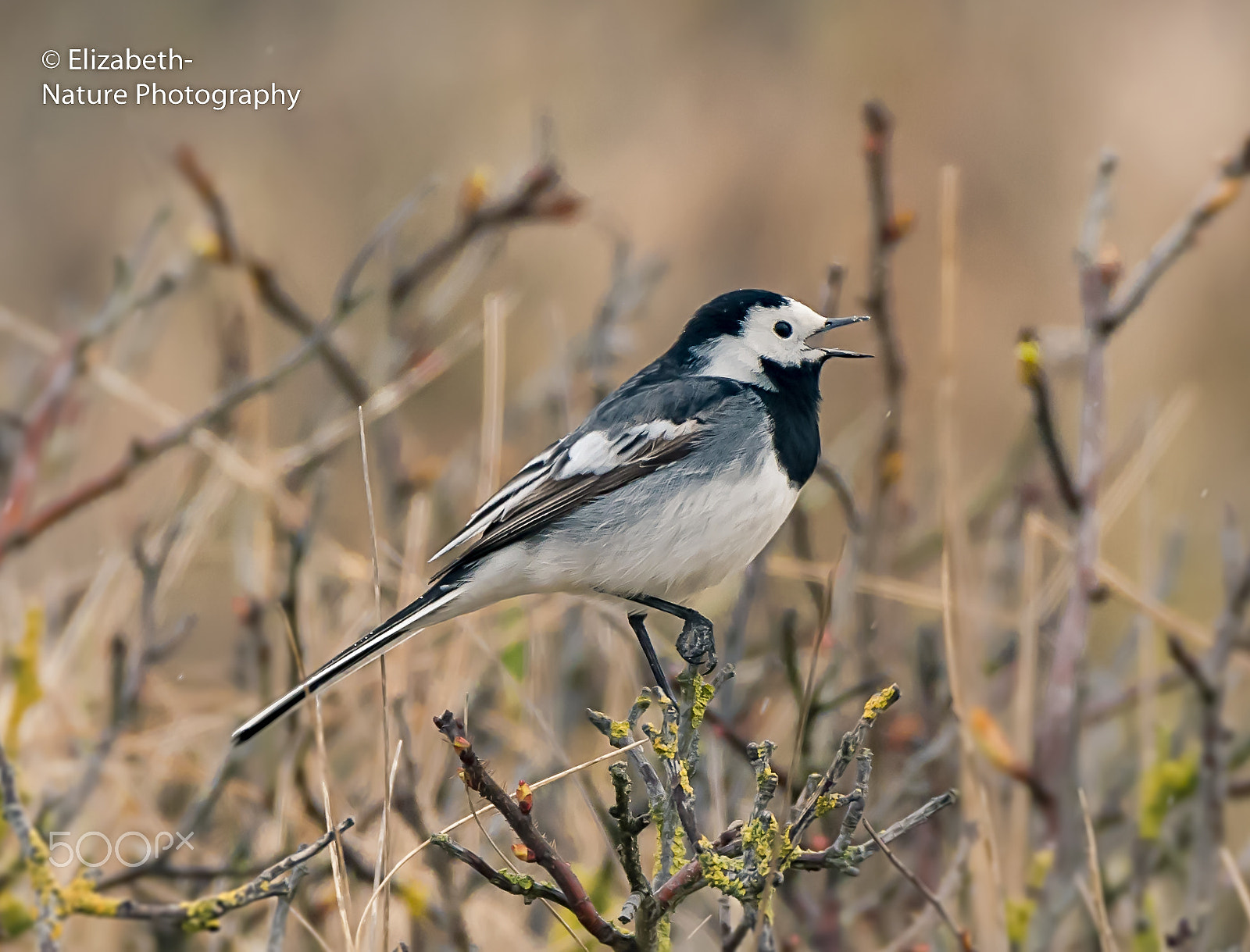 Nikon AF-S Nikkor 200-500mm F5.6E ED VR sample photo. Male wagtail at his territory photography