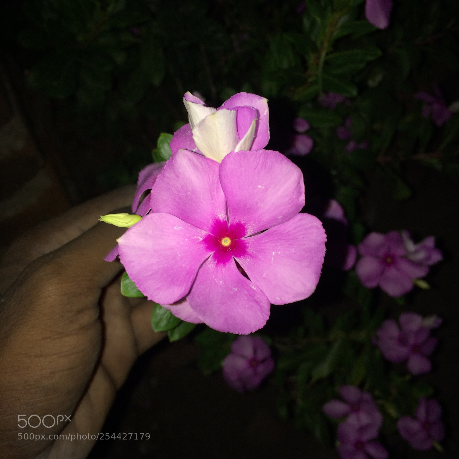 Apple iPhone 5s sample photo. Pinky photography