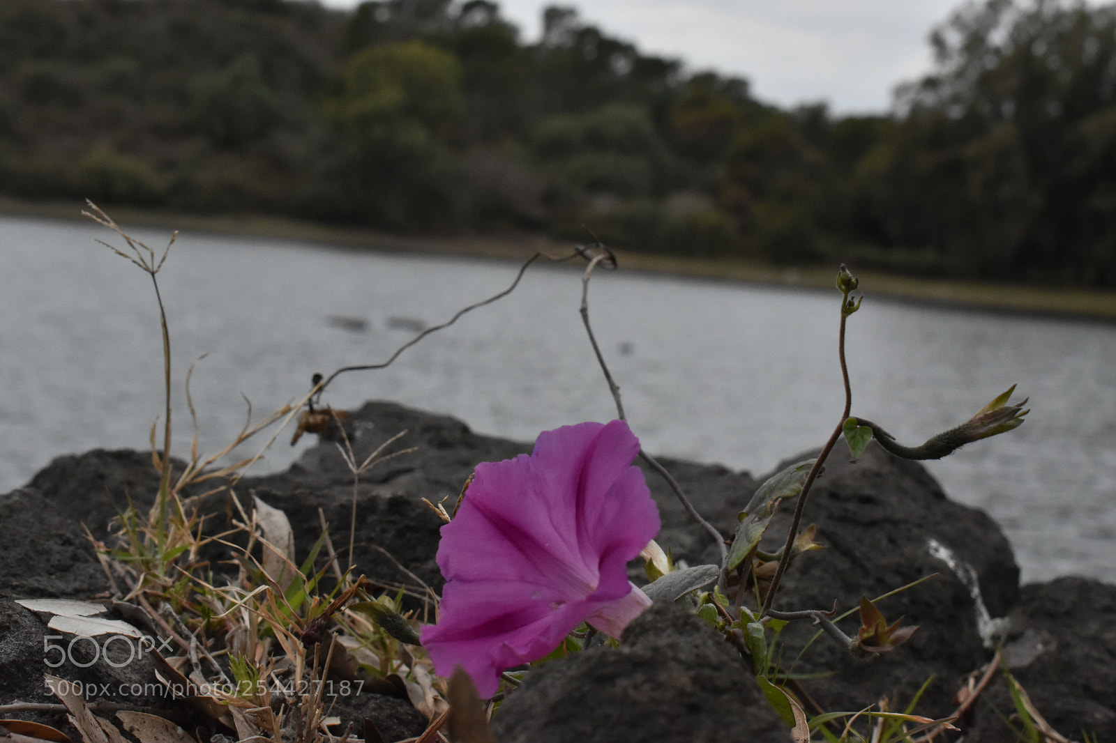 Nikon D3400 sample photo. Naturaleza photography